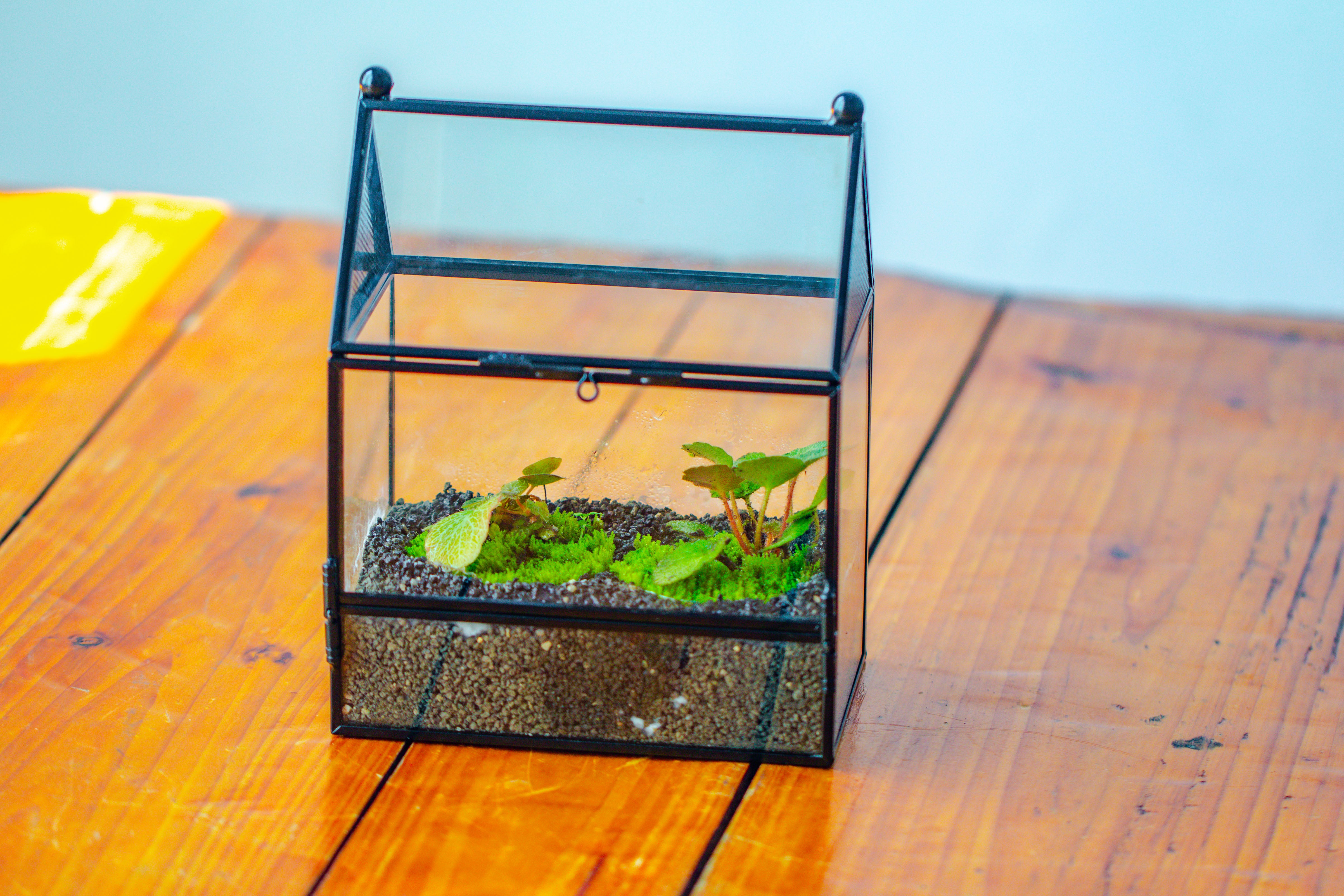Simplified Mini House Shape Glass Geometric Terrarium for Jumping spider - NCYPgarden