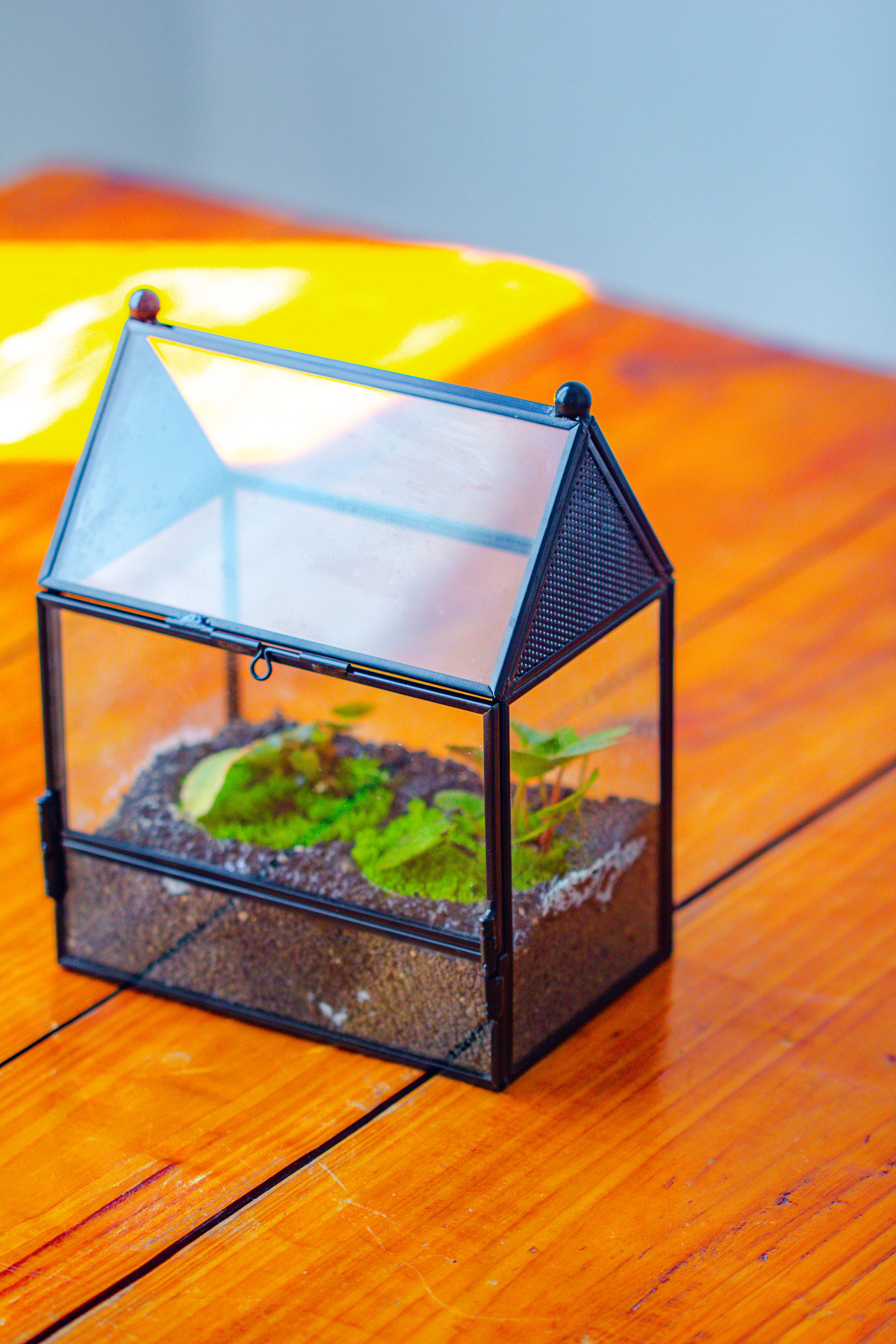 Simplified Mini House Shape Glass Geometric Terrarium for Jumping spider - NCYPgarden