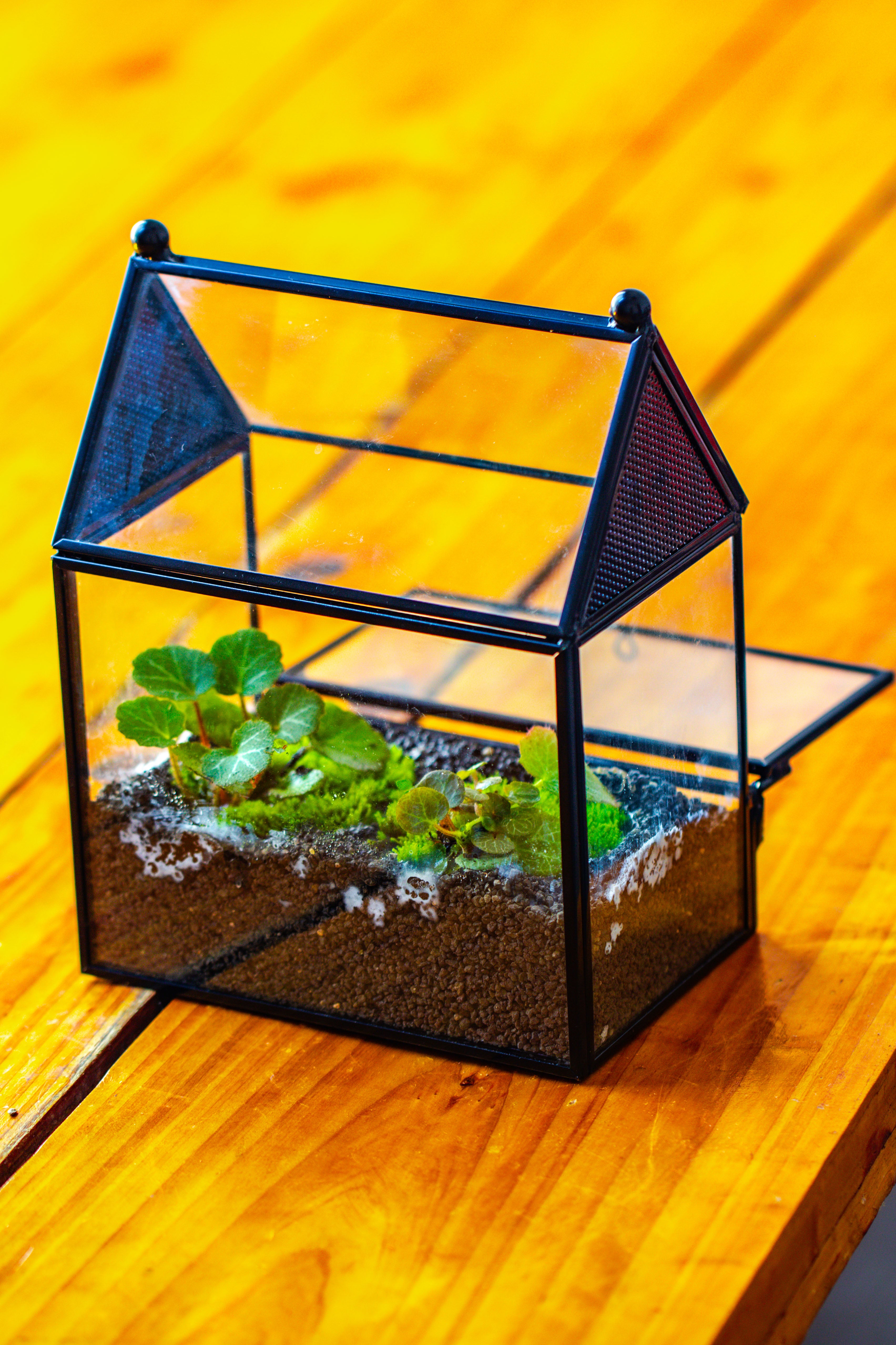 Simplified Mini House Shape Glass Geometric Terrarium for Jumping spider - NCYPgarden