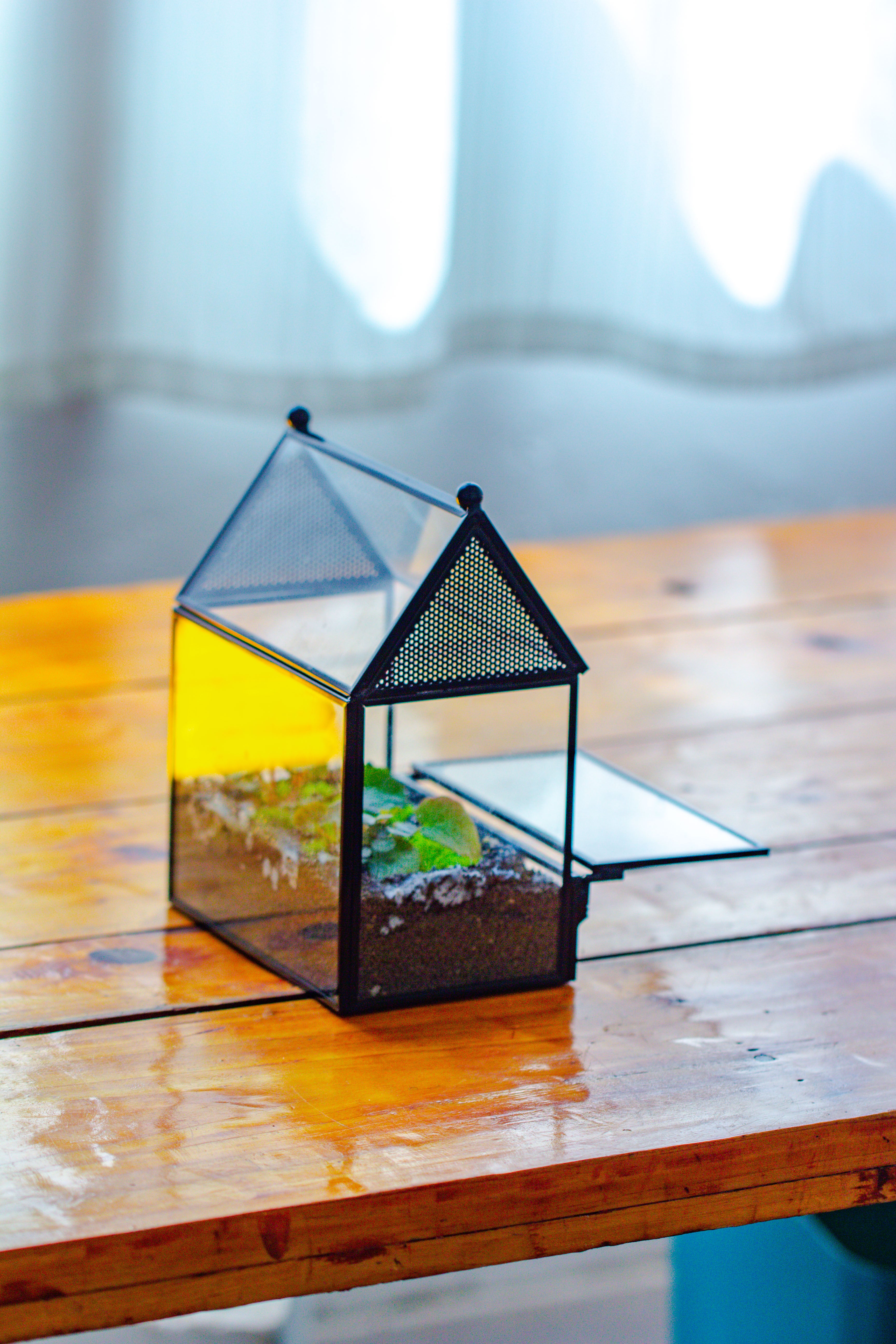Simplified Mini House Shape Glass Geometric Terrarium for Jumping spider - NCYPgarden