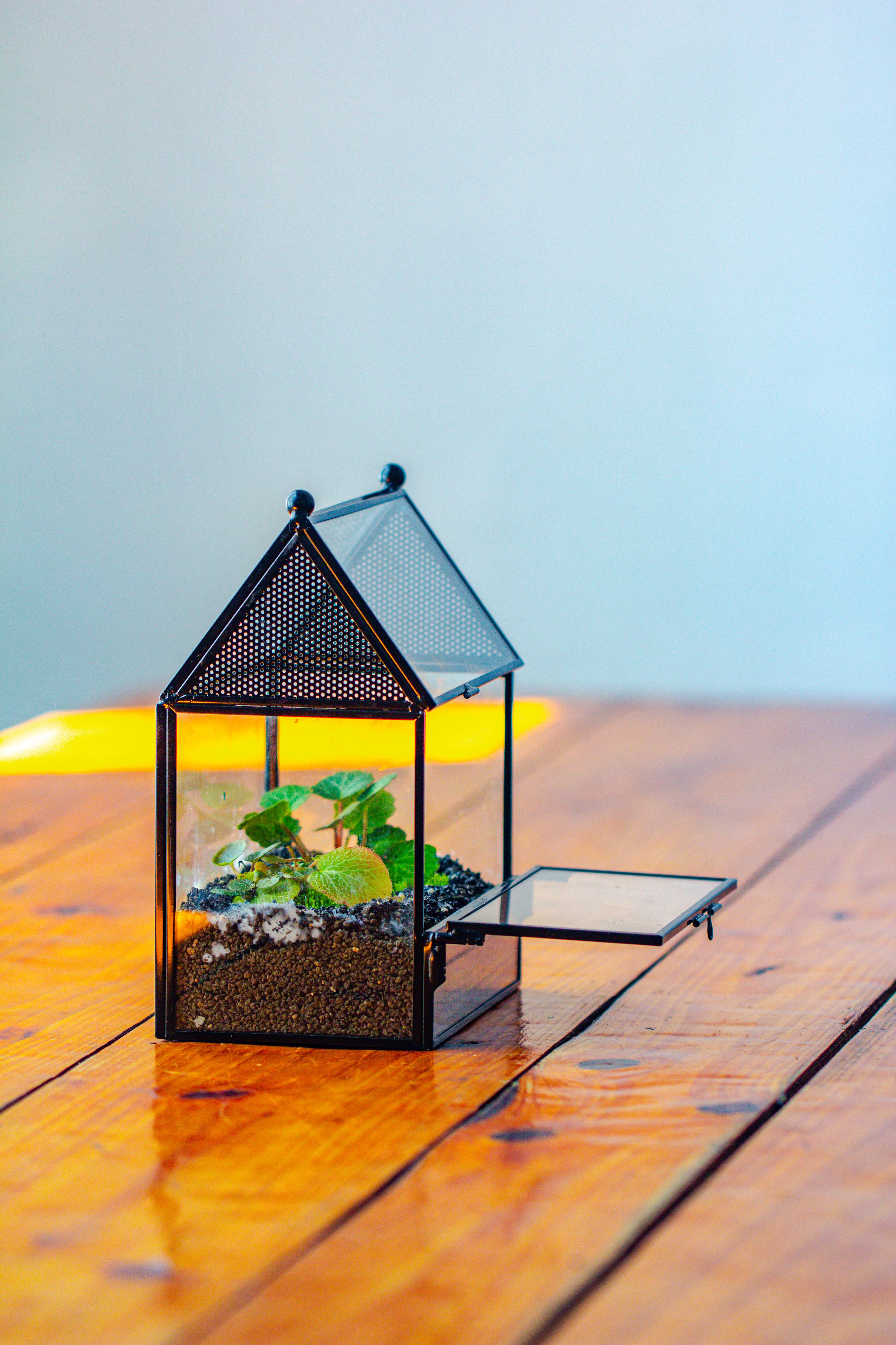 Simplified Mini House Shape Glass Geometric Terrarium for Jumping spider - NCYPgarden