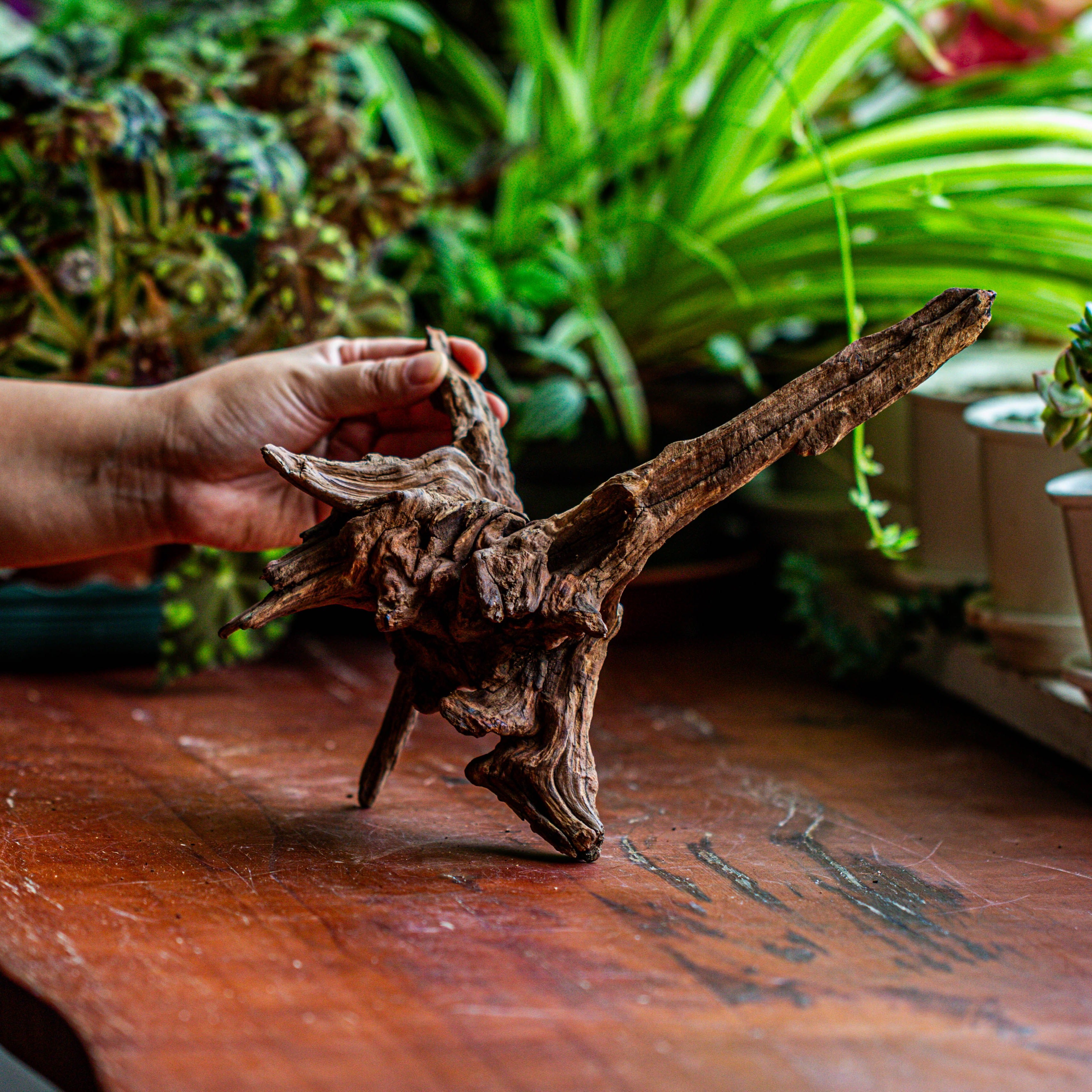 Natural driftwood for moss terrarium, miniature, micro landscape, unique  12-5, suitable for both live and preserved moss - NCYPgarden