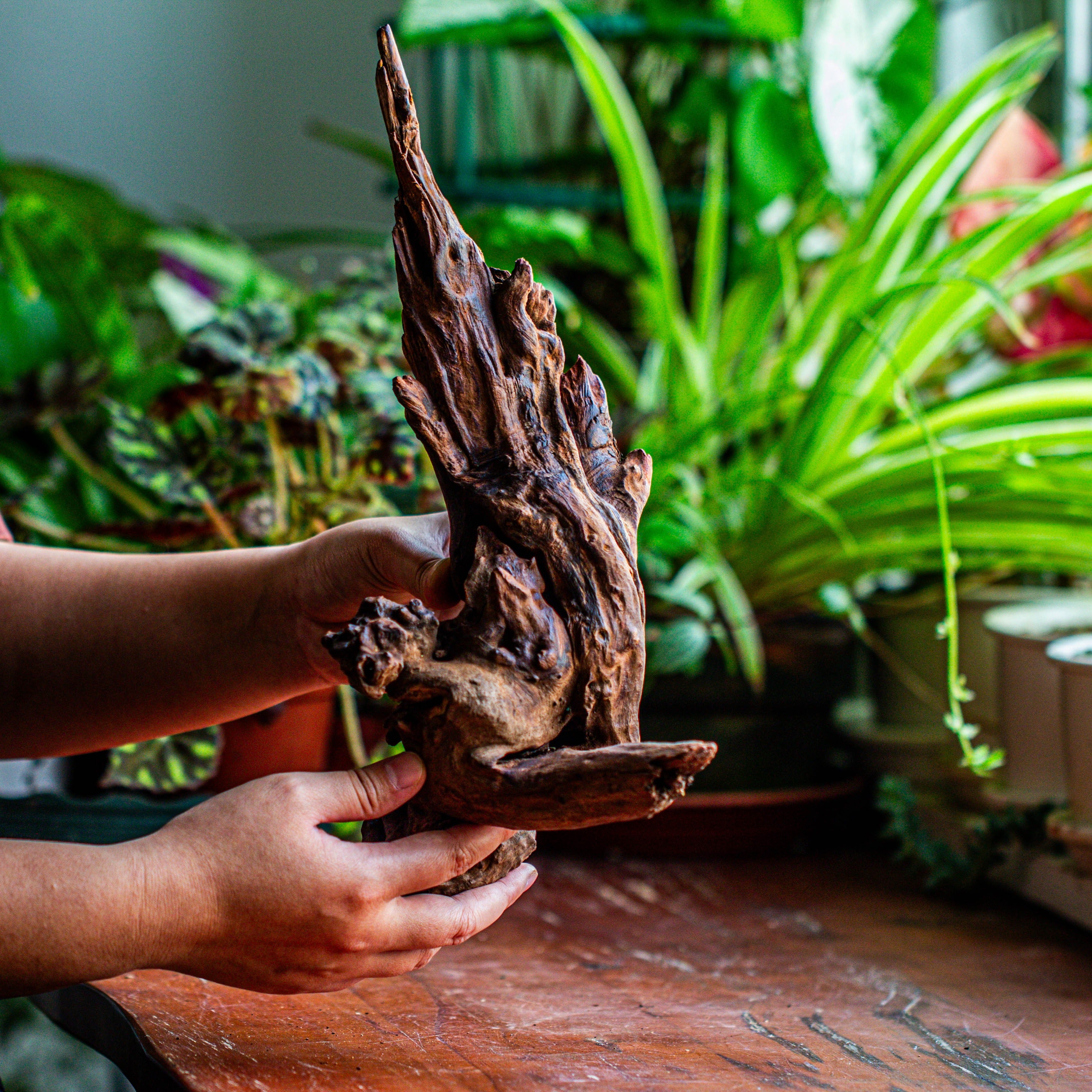 Natural driftwood for moss terrarium, miniature, micro landscape, unique  12-27, suitable for both live and preserved moss - NCYPgarden