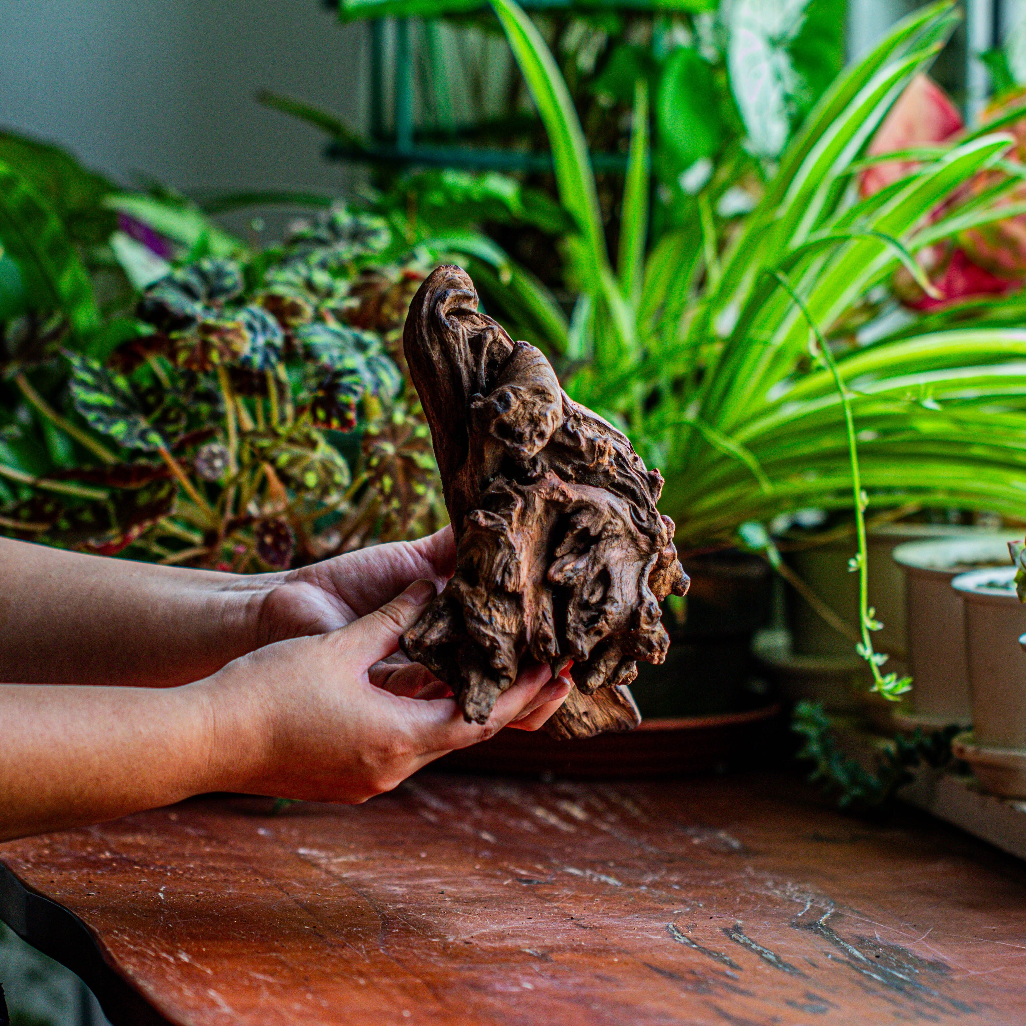 Natural driftwood for moss terrarium, miniature, micro landscape, unique  12-14, suitable for both live and preserved moss - NCYPgarden