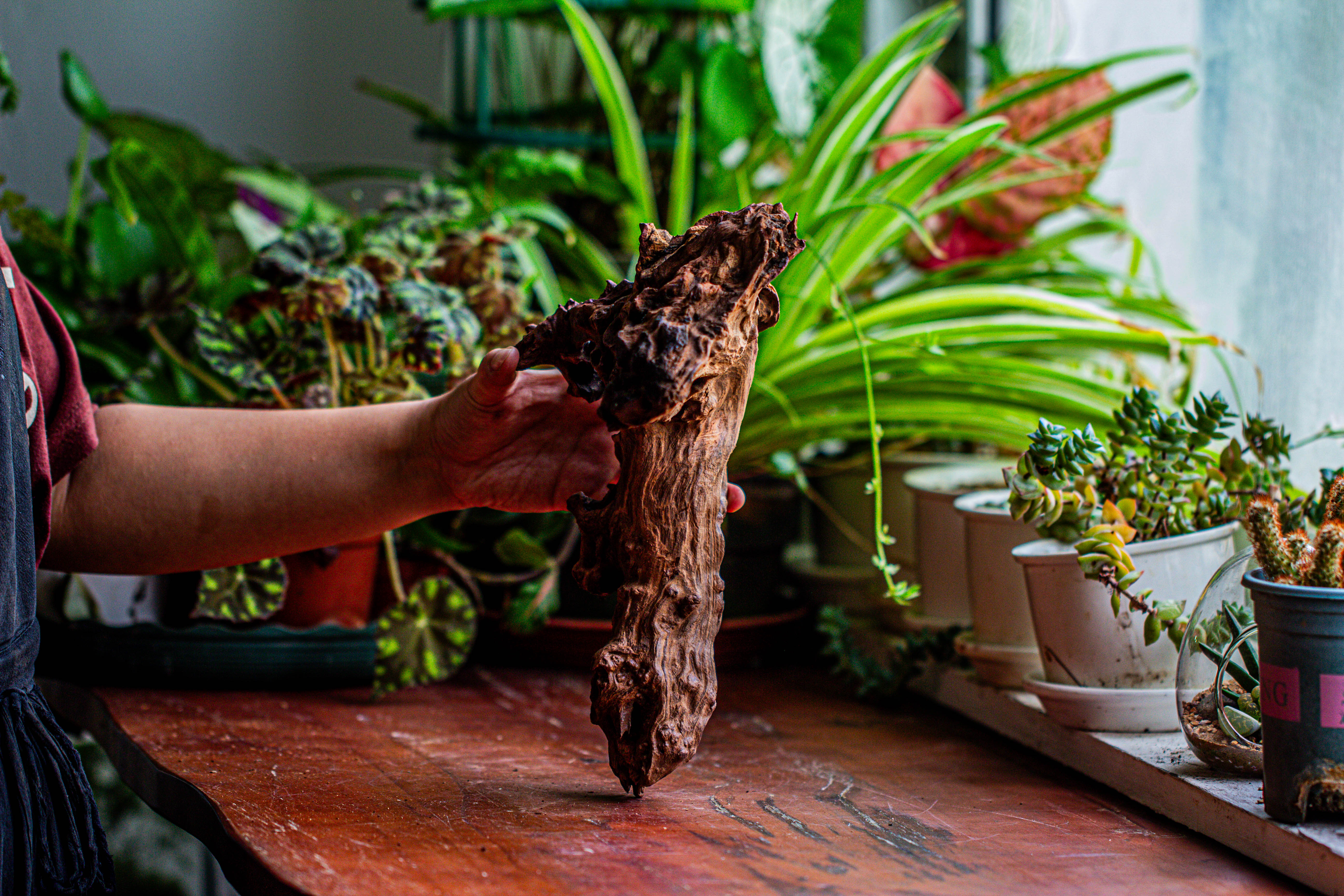 Natural driftwood for moss terrarium, miniature, micro landscape, unique  12-17, suitable for both live and preserved moss - NCYPgarden