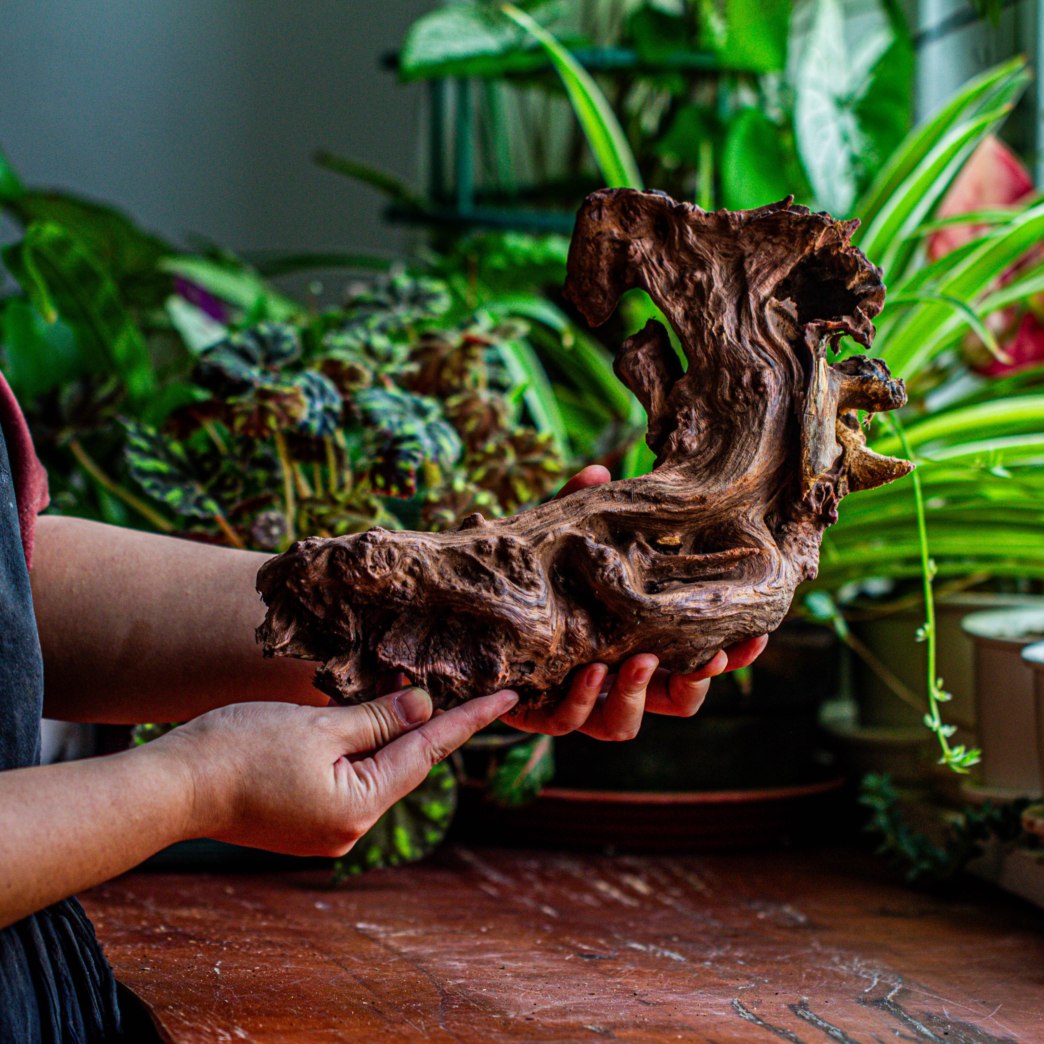 Natural driftwood for moss terrarium, miniature, micro landscape, unique  12-17, suitable for both live and preserved moss - NCYPgarden