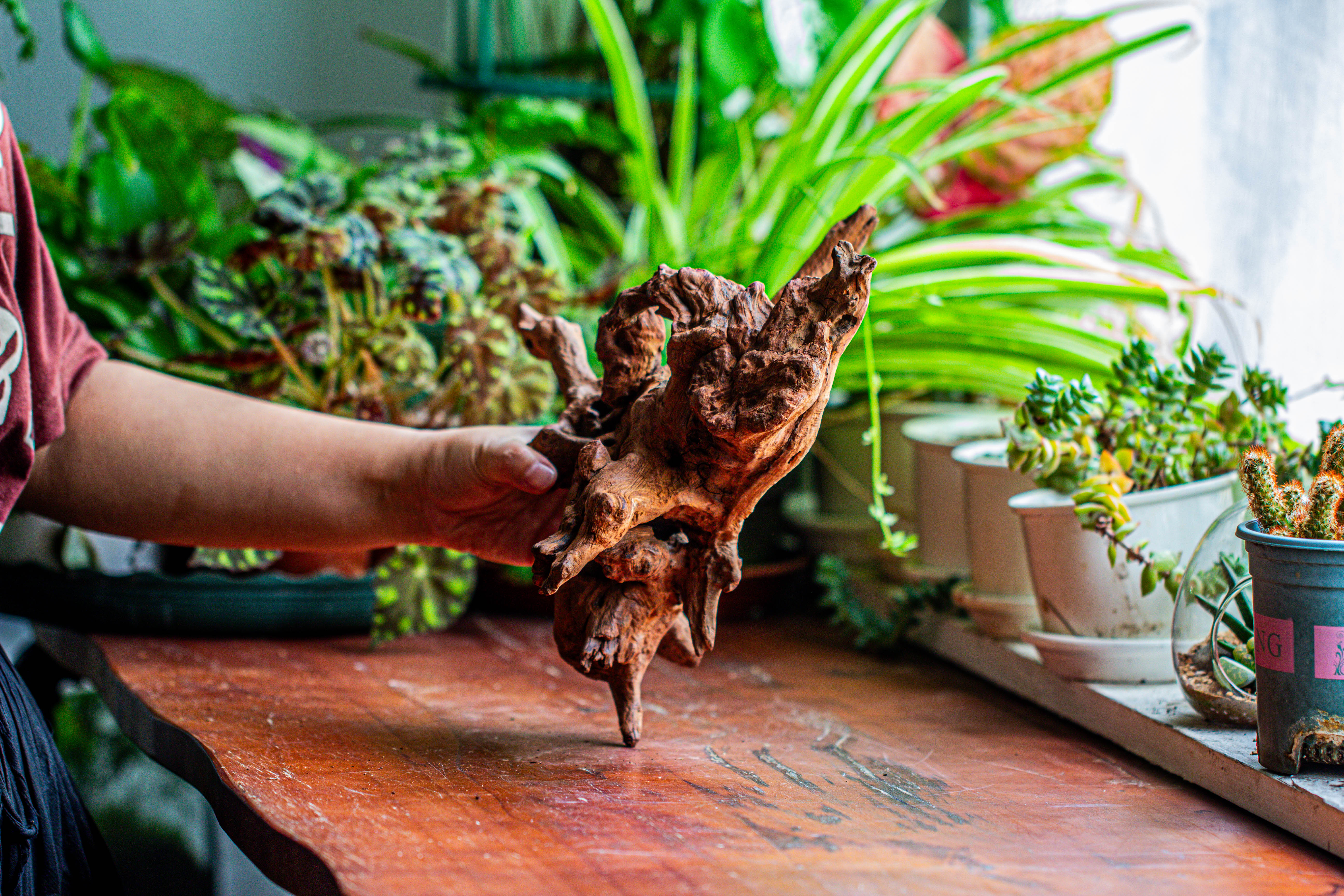 Natural driftwood for moss terrarium, miniature, micro landscape, unique  12-21, suitable for both live and preserved moss - NCYPgarden