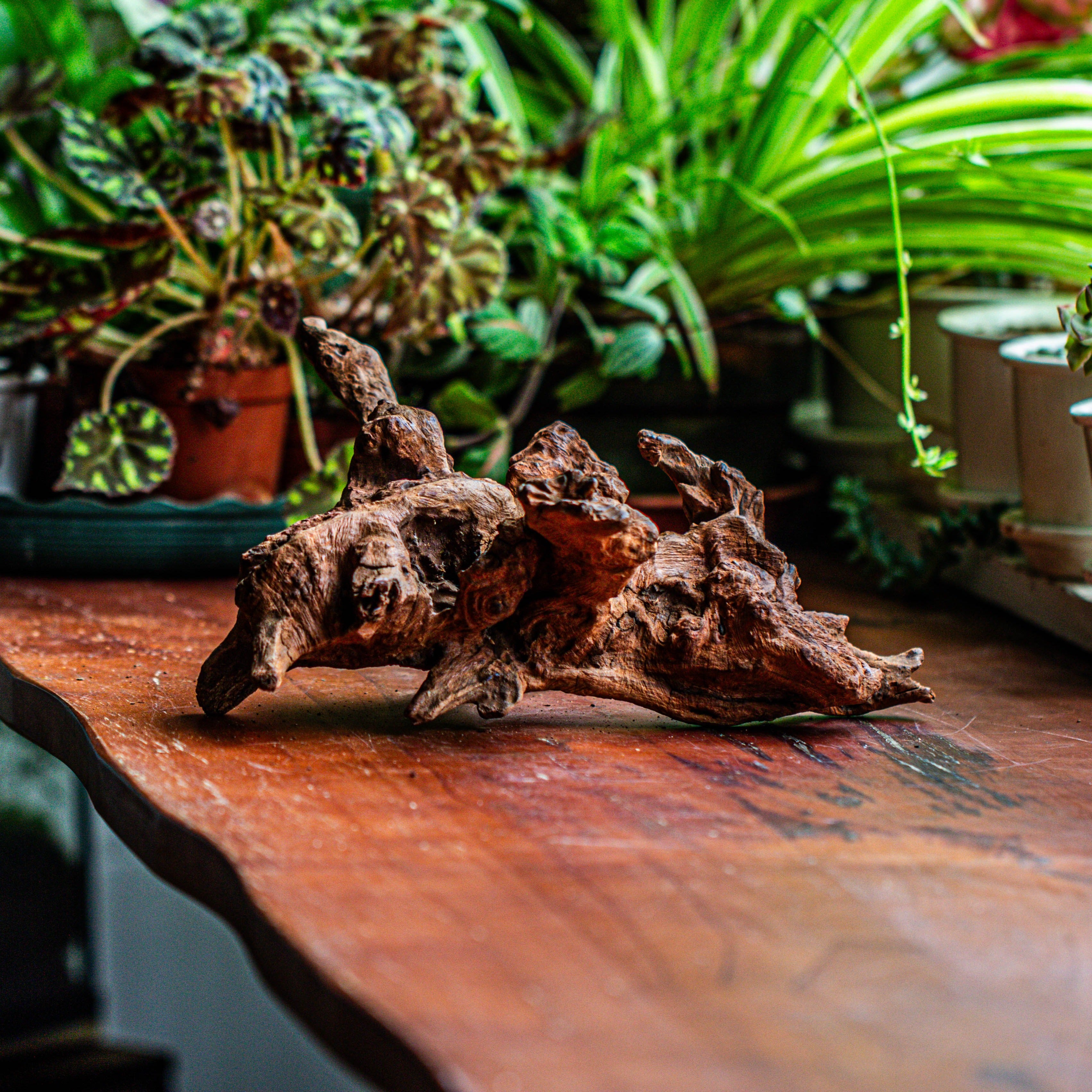 Natural driftwood for moss terrarium, miniature, micro landscape, unique  12-21, suitable for both live and preserved moss - NCYPgarden