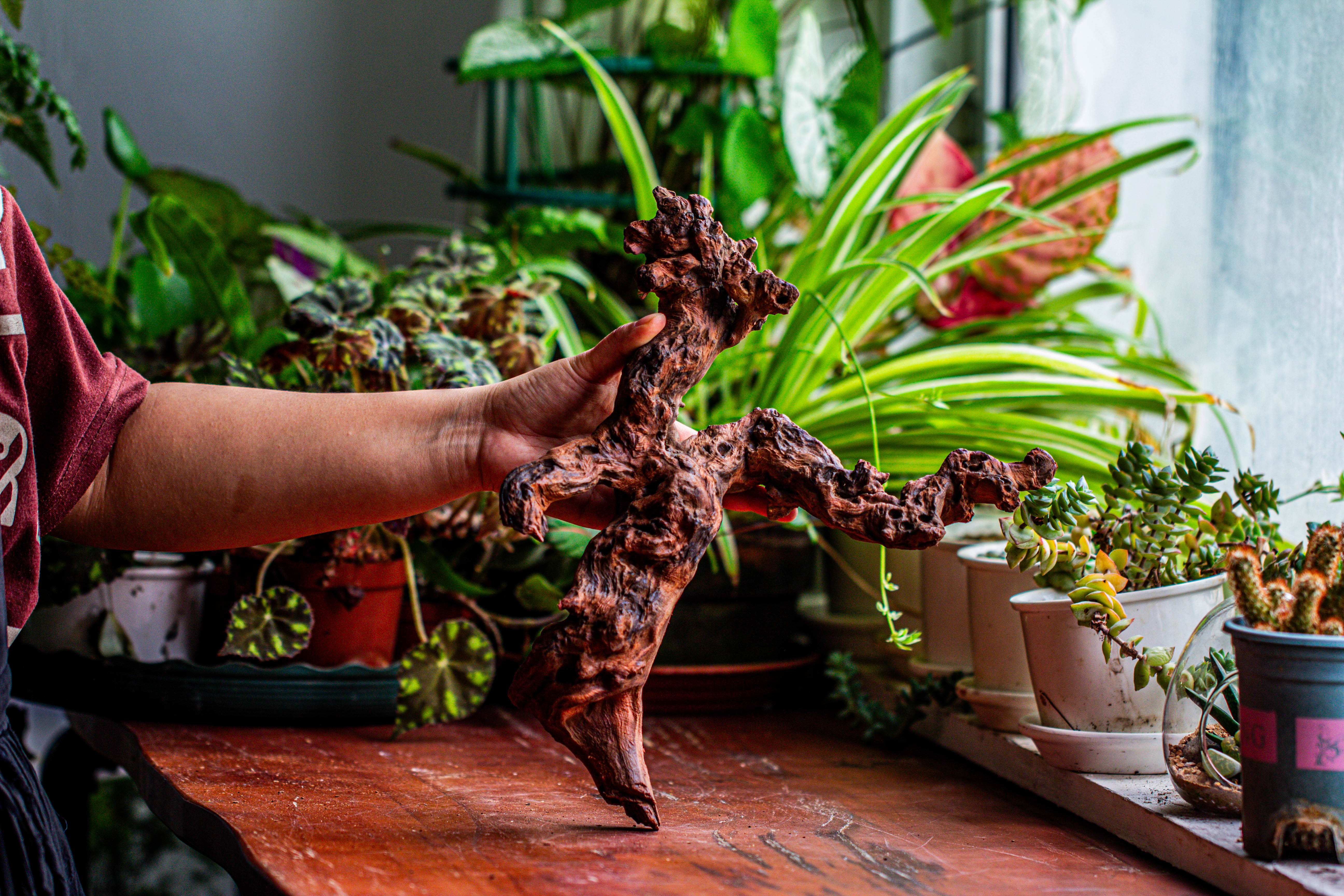 Natural driftwood for moss terrarium, miniature, micro landscape, unique  12-24, suitable for both live and preserved moss - NCYPgarden