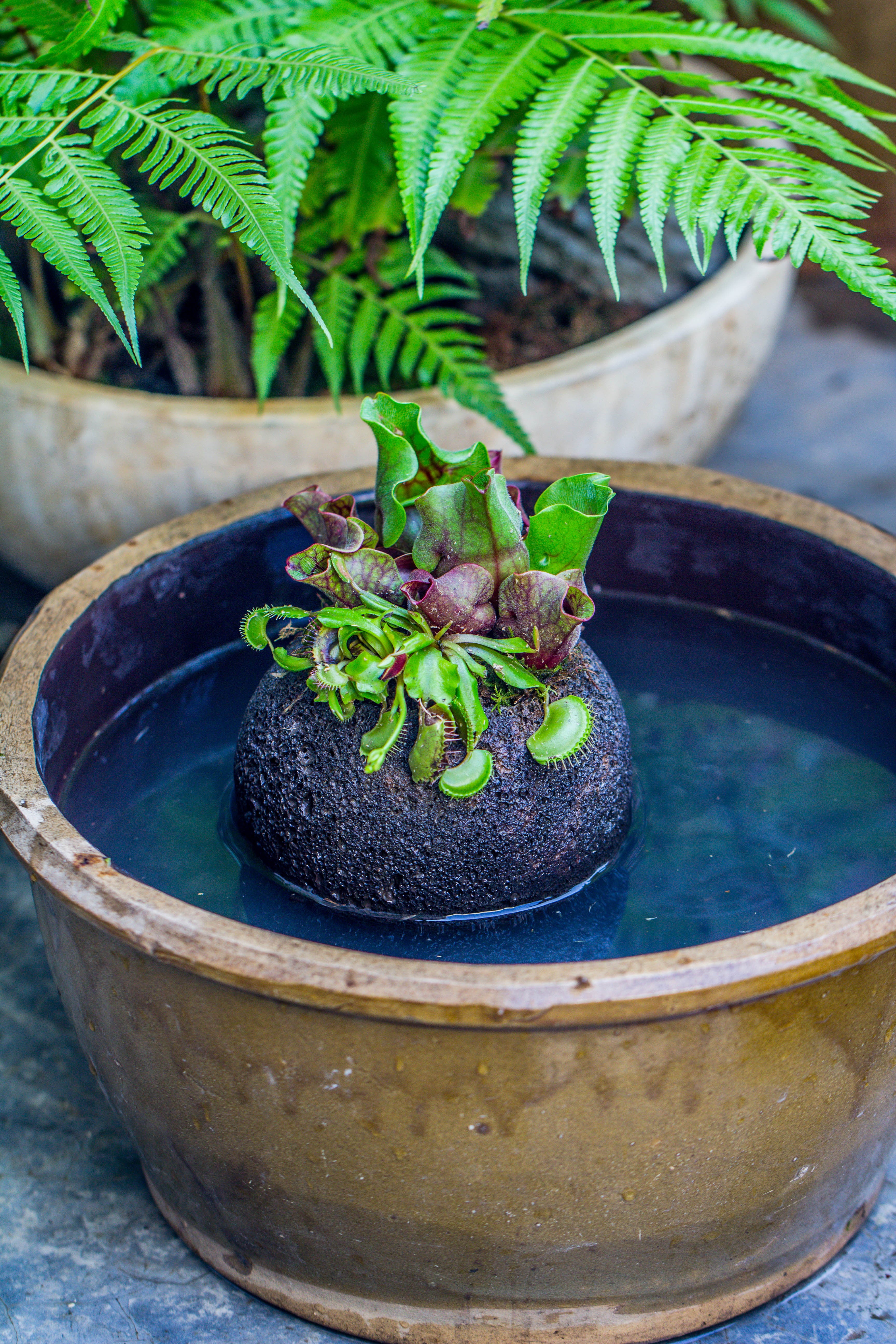 12cm / 4.7" Round Red Horticultural Lava Rock Volcanic Rock Planter for succulents, moss, tropical palants, terrariums - NCYPgarden
