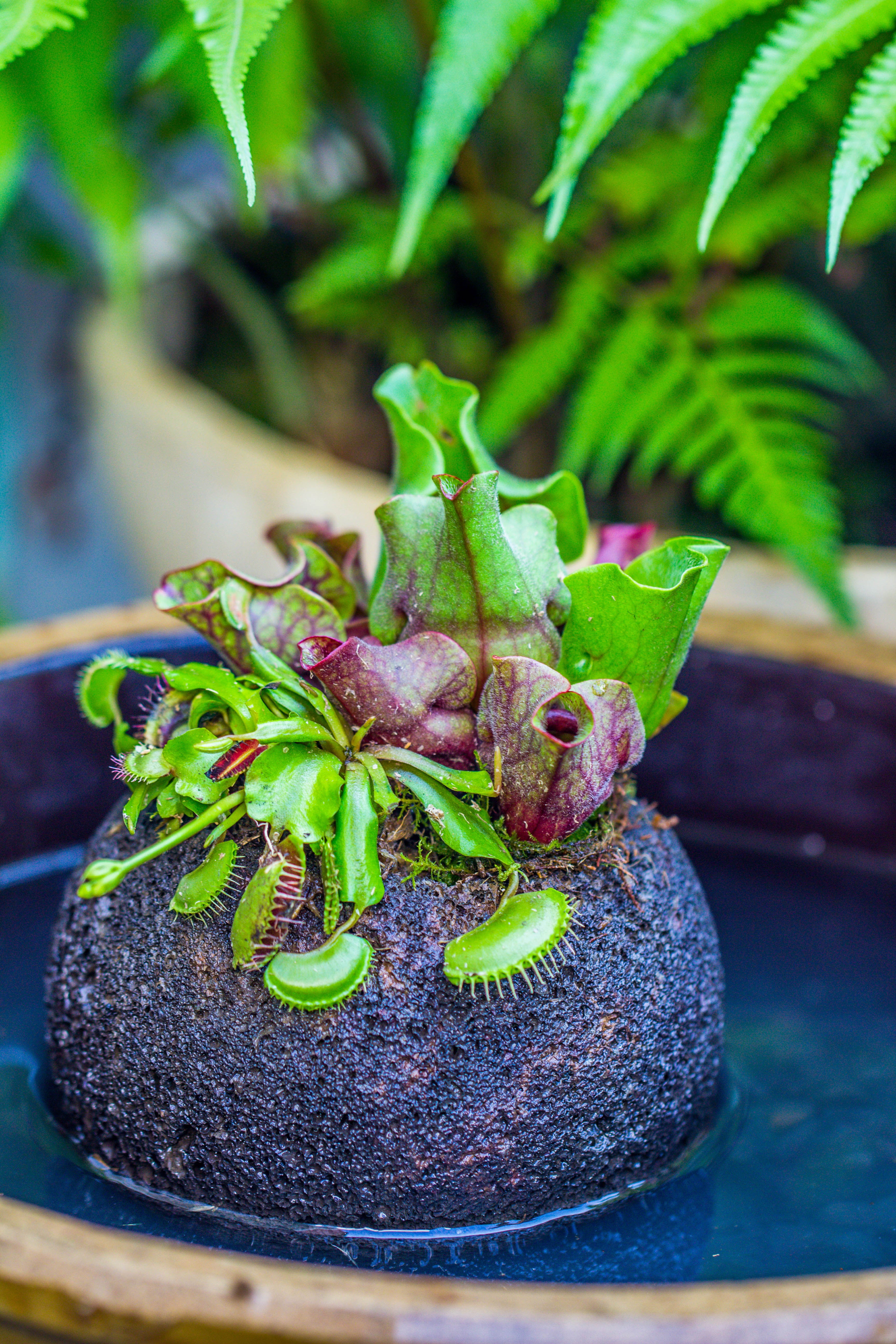 12cm / 4.7" Round Red Horticultural Lava Rock Volcanic Rock Planter for succulents, moss, tropical palants, terrariums - NCYPgarden