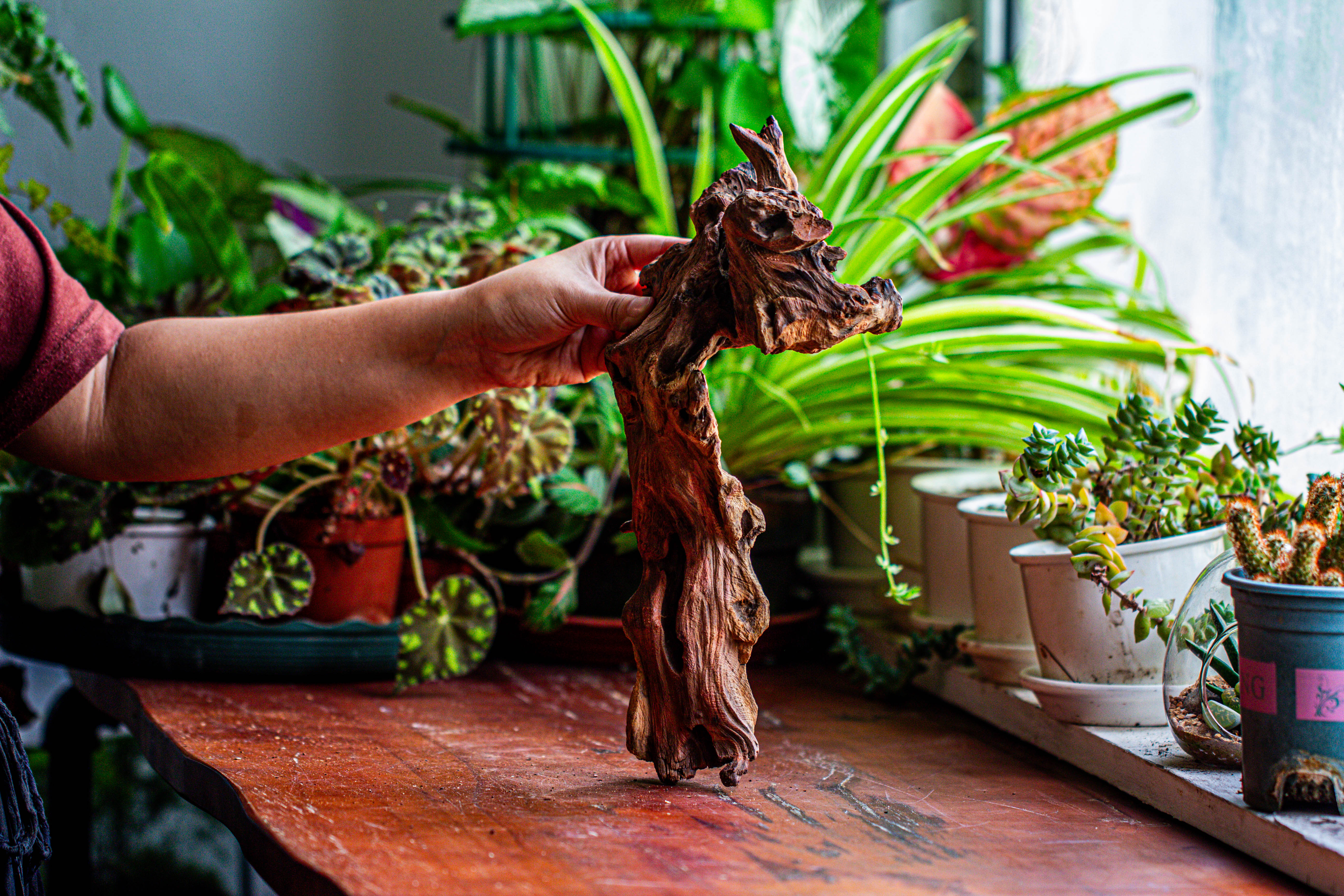 Natural driftwood for moss terrarium, miniature, micro landscape, unique  12-9, suitable for both live and preserved moss - NCYPgarden