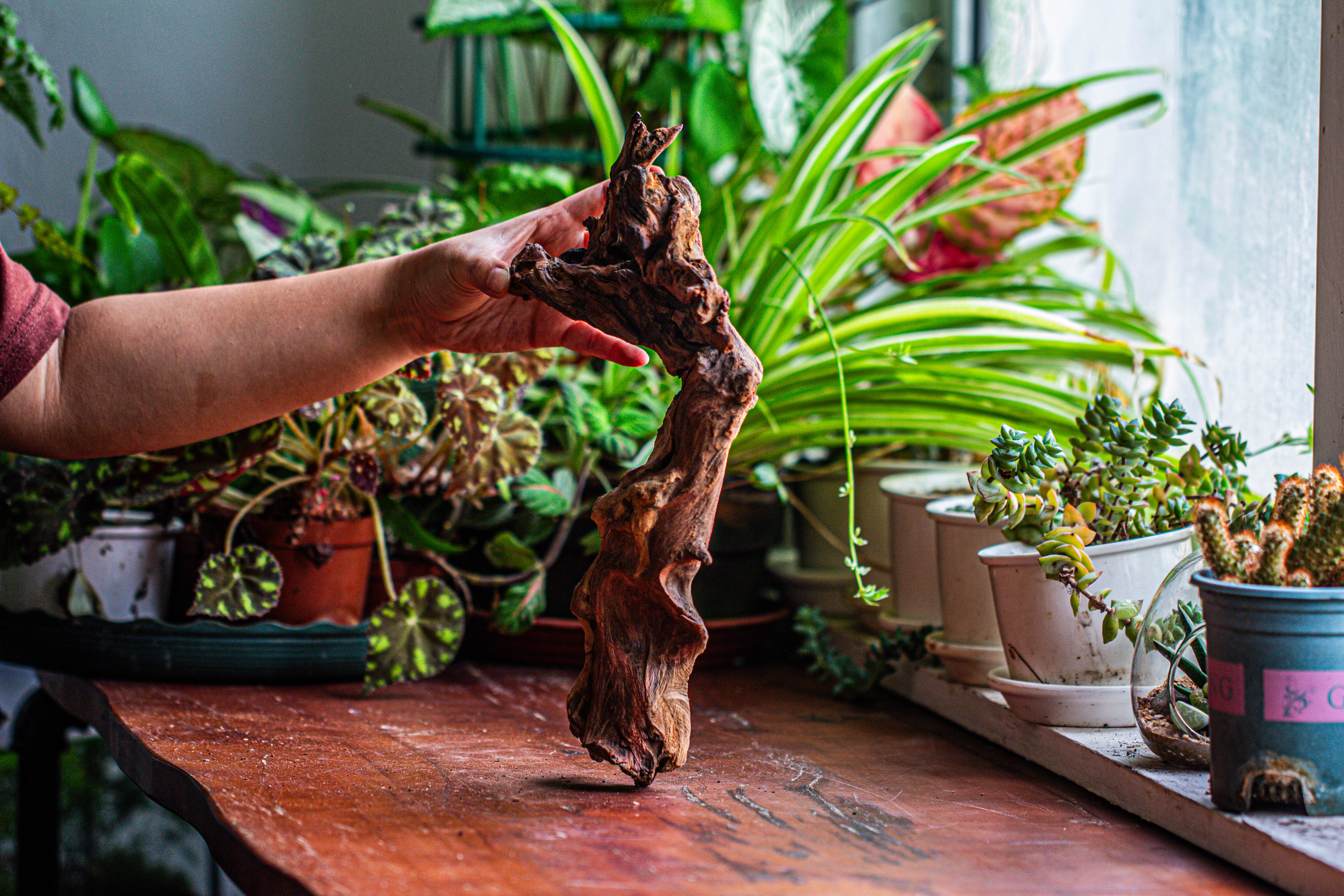 Natural driftwood for moss terrarium, miniature, micro landscape, unique  12-9, suitable for both live and preserved moss - NCYPgarden