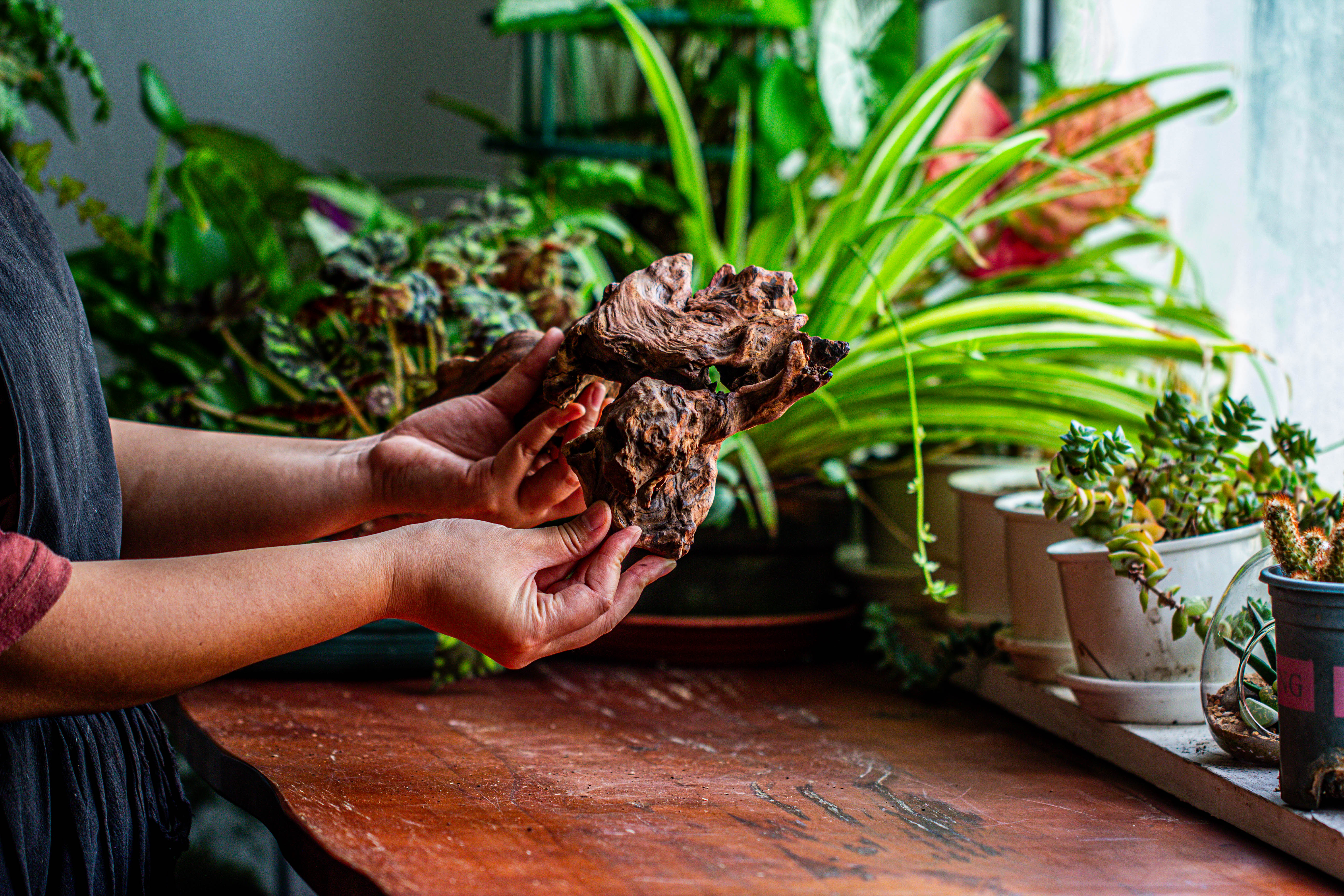 Natural driftwood for moss terrarium, miniature, micro landscape, unique  12-9, suitable for both live and preserved moss - NCYPgarden