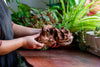 Natural driftwood for moss terrarium, miniature, micro landscape, 12-69 - NCYPgarden