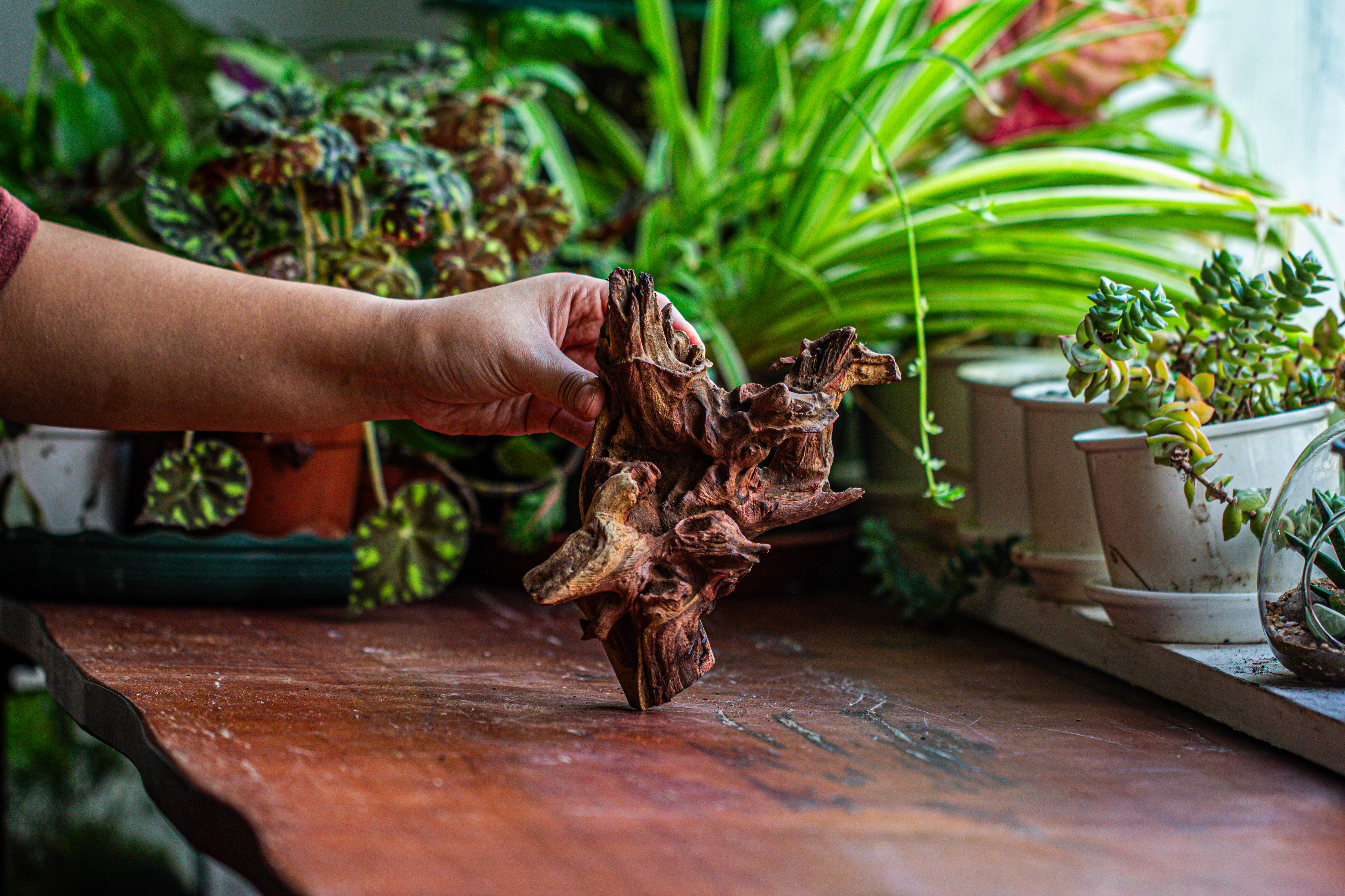 Natural driftwood for moss terrarium, miniature, micro landscape, unique  12-52, suitable for both live and preserved moss - NCYPgarden