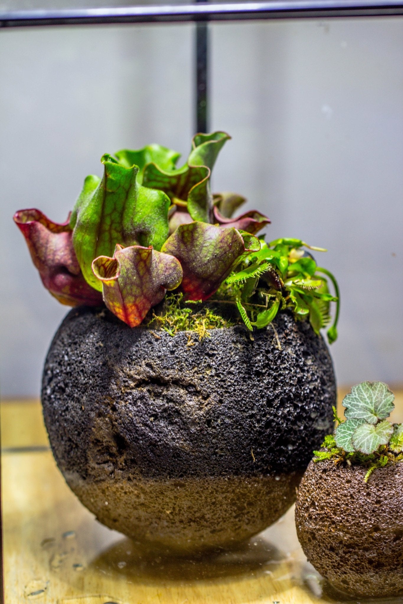 Round Lava Volcanic Rock Planter — NCYPgarden