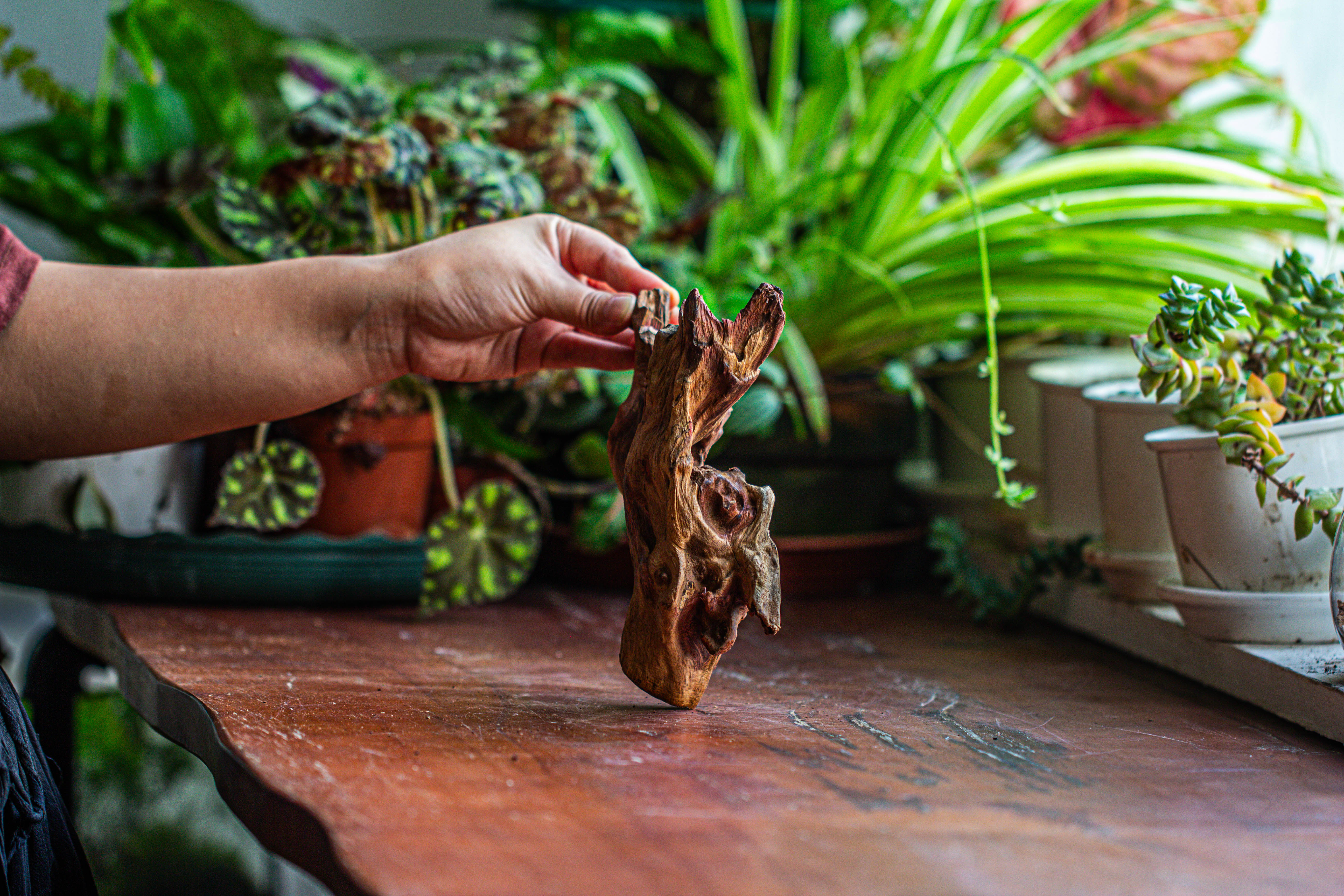 Natural driftwood for moss terrarium, miniature, micro landscape, unique  12-52, suitable for both live and preserved moss - NCYPgarden