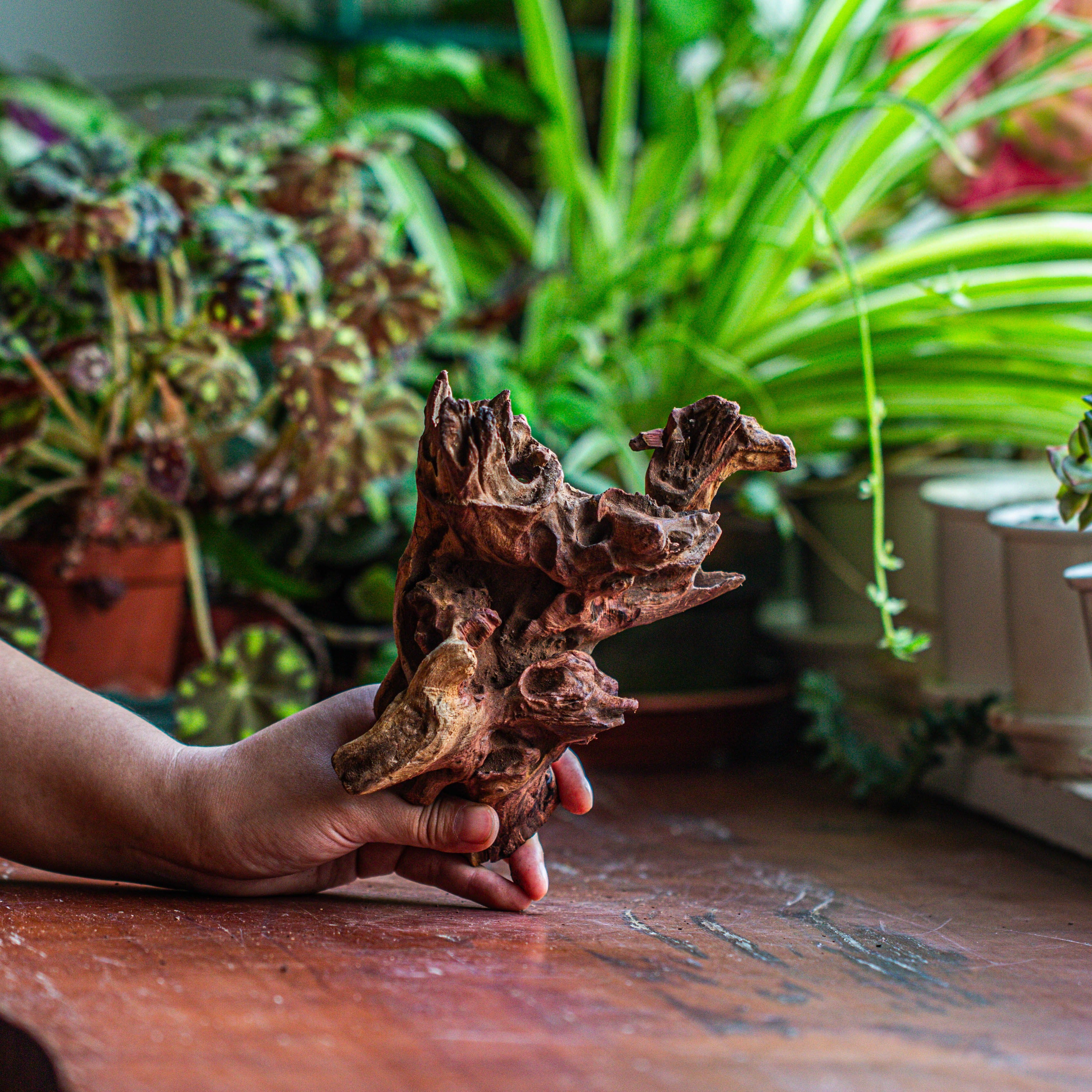 Natural driftwood for moss terrarium, miniature, micro landscape, unique  12-52, suitable for both live and preserved moss - NCYPgarden