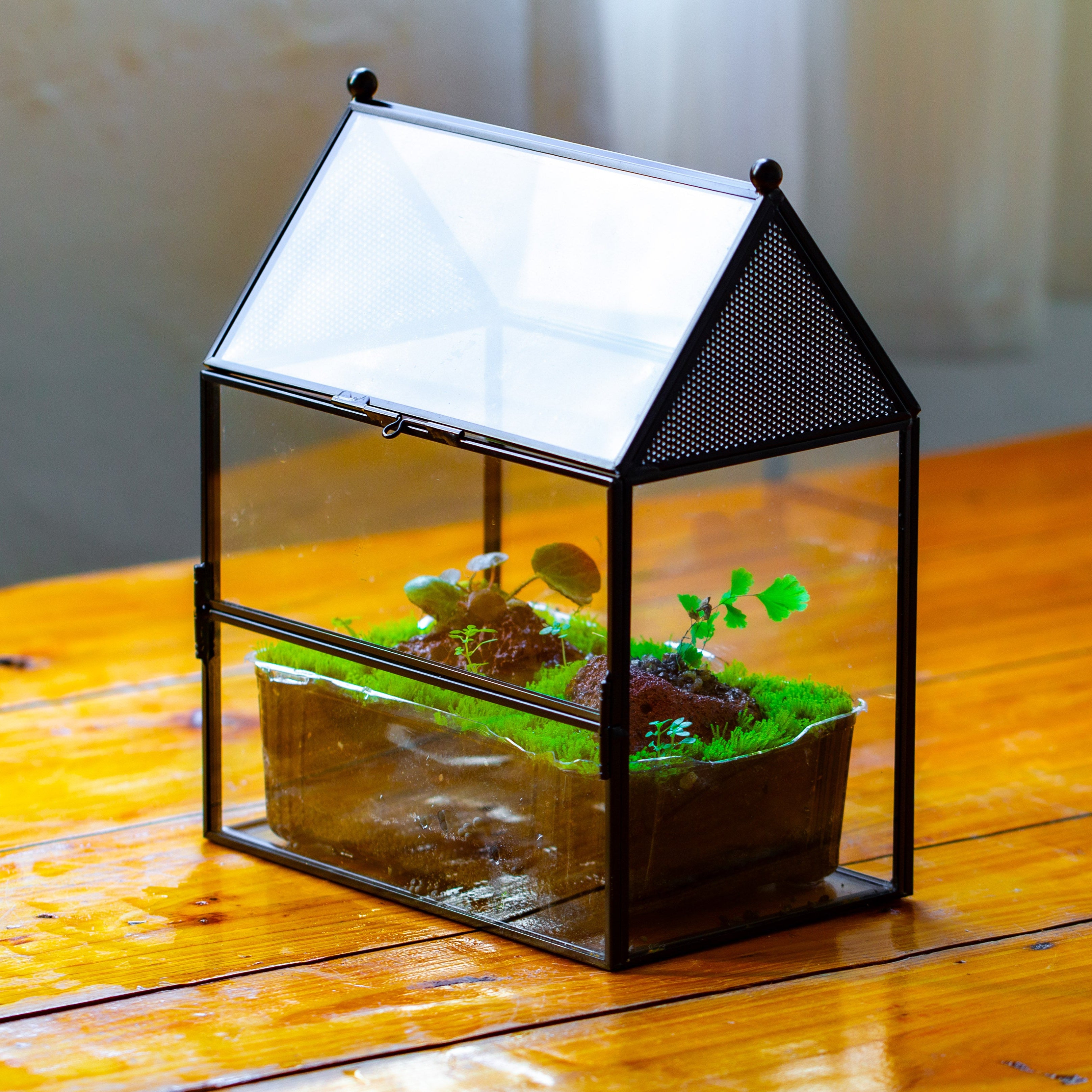 NCYP Simplified  House Shape Glass Geometric Terrarium, with side door, with Mesh vent holes for small Insects Pet - NCYPgarden