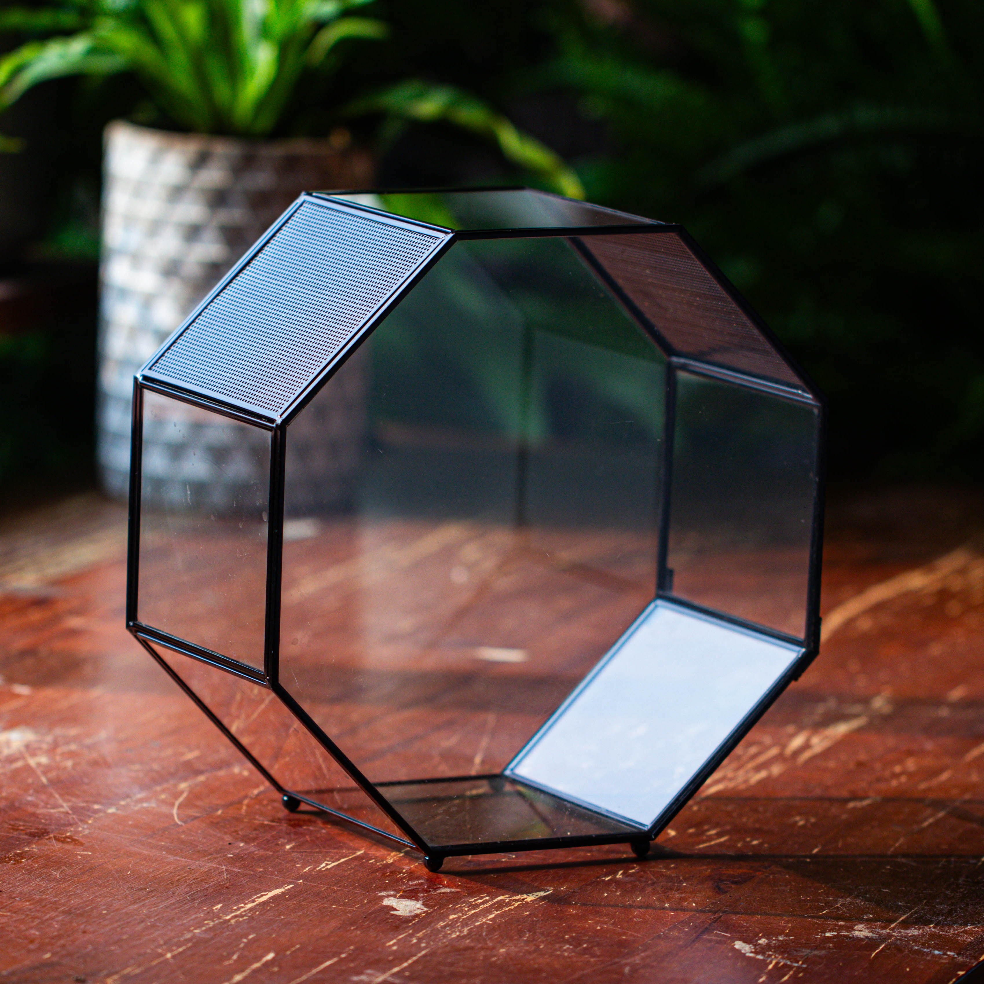 Handmade Octagon Glass Geometric Terrarium with Side Vent, Spider Terrarium, Jumping Spider/Snail Terrarium, Jumping Spider Enclosure - NCYPgarden