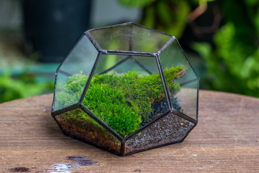 handmade geometric half ball, pentagon, close terrarium, with door for moss - NCYPgarden