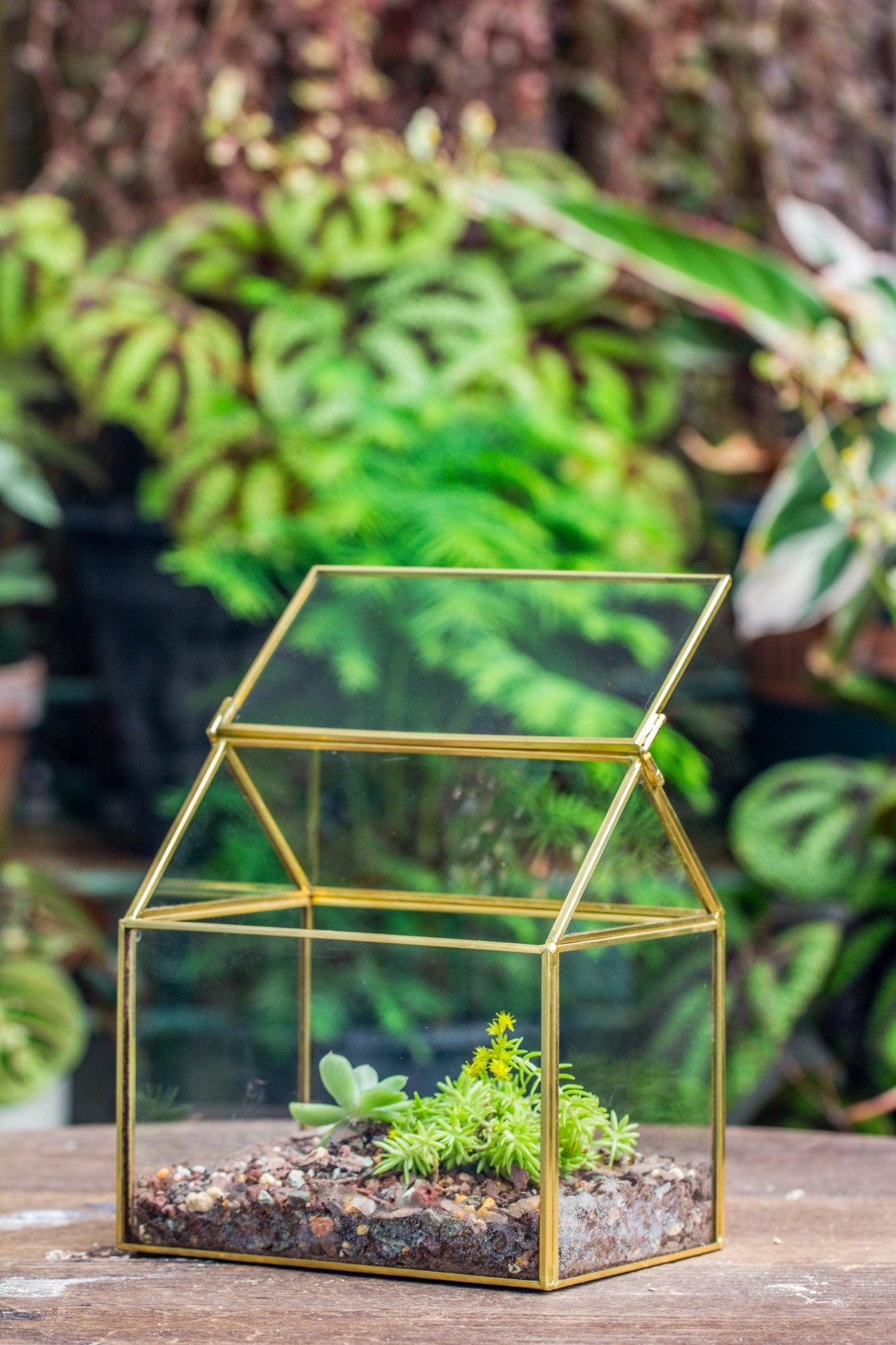 gold geometric succulent terrarium Stylish Black Glass House Shape Terrarium