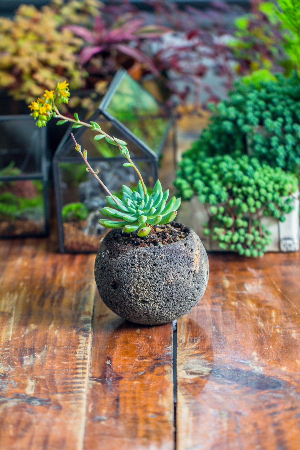 8cm / 3.1" Round Red Horticultural Lava Rock Volcanic Rock Planter for succulents, moss, tropical palants, terrariums - NCYPgarden