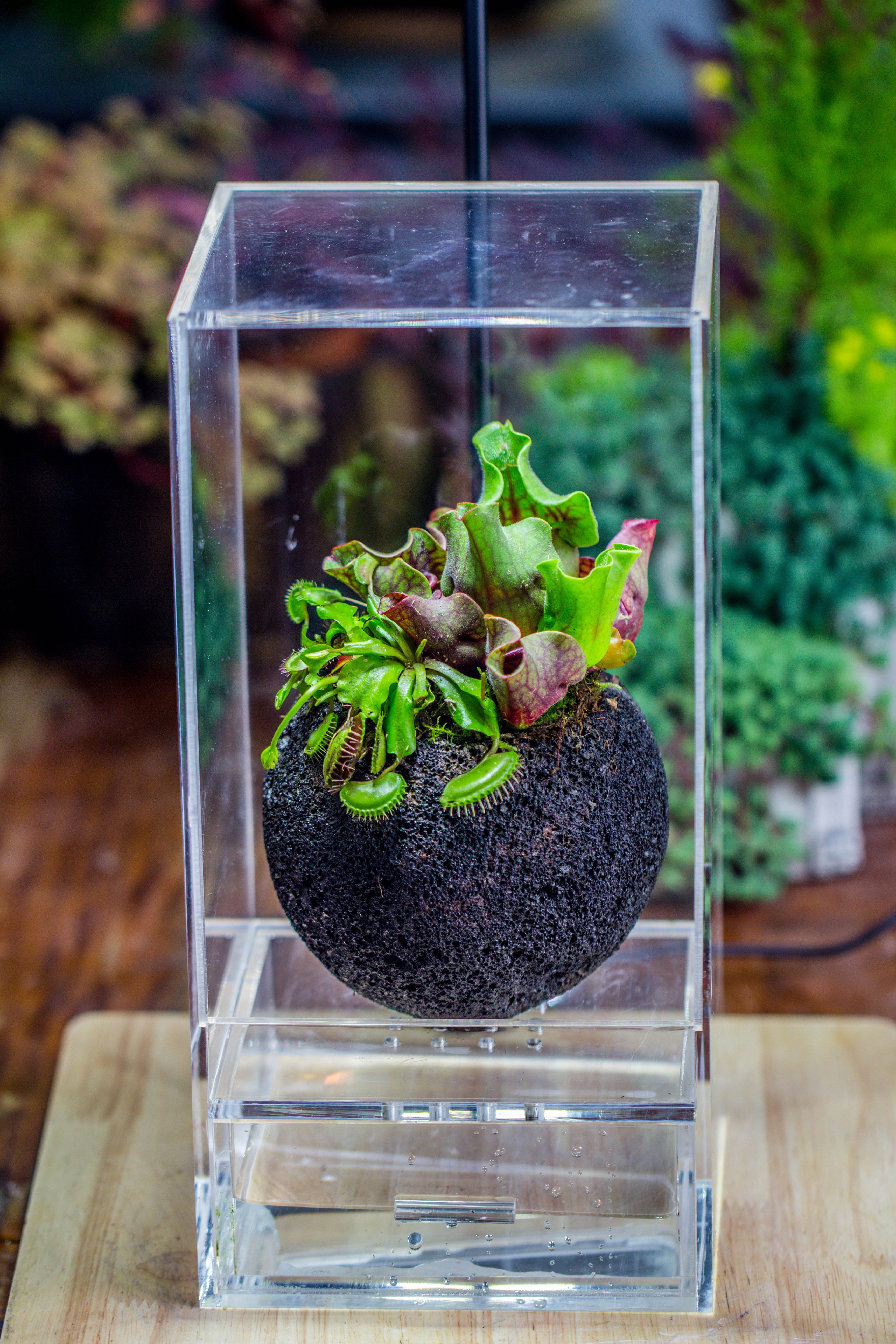 12cm / 4.7" Round Red Horticultural Lava Rock Volcanic Rock Planter for succulents, moss, tropical palants, terrariums - NCYPgarden