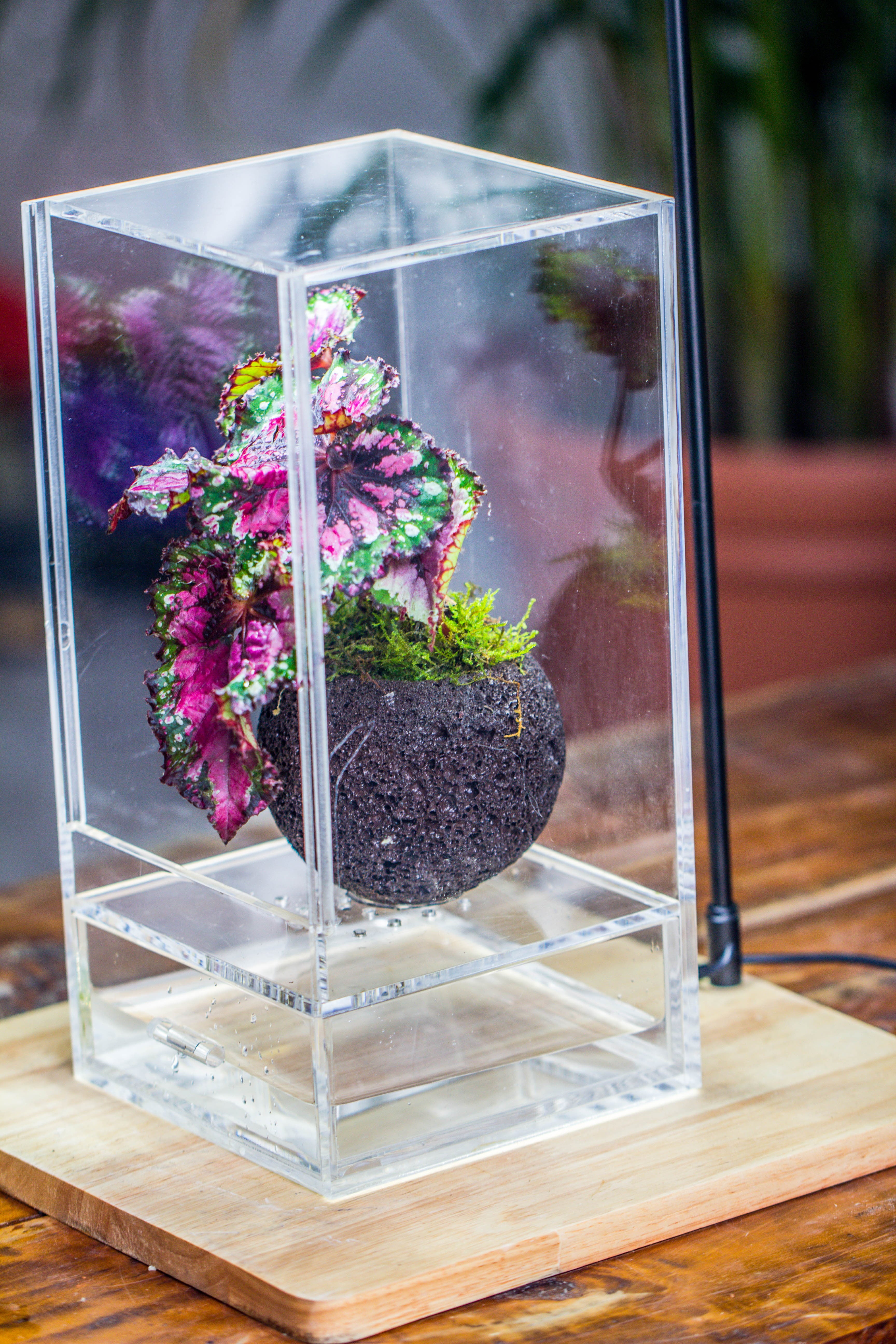 10cm / 3.7" Round Red Horticultural Lava Rock Volcanic Rock Planter for succulents, moss, tropical palants, terrariums - NCYPgarden