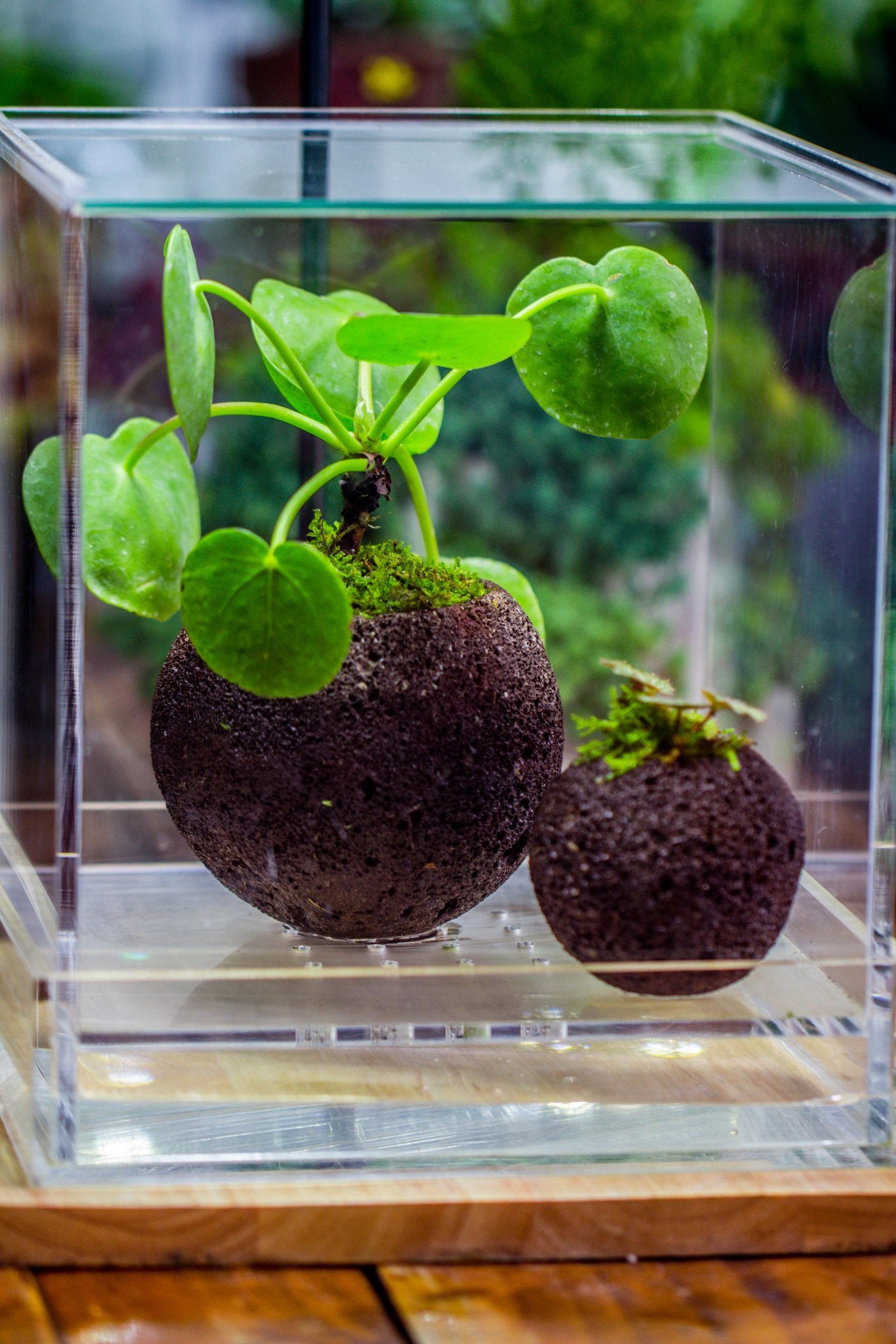 rock pots for plants Round Black Horticultural Lava Rock Planter – NCYPgarden