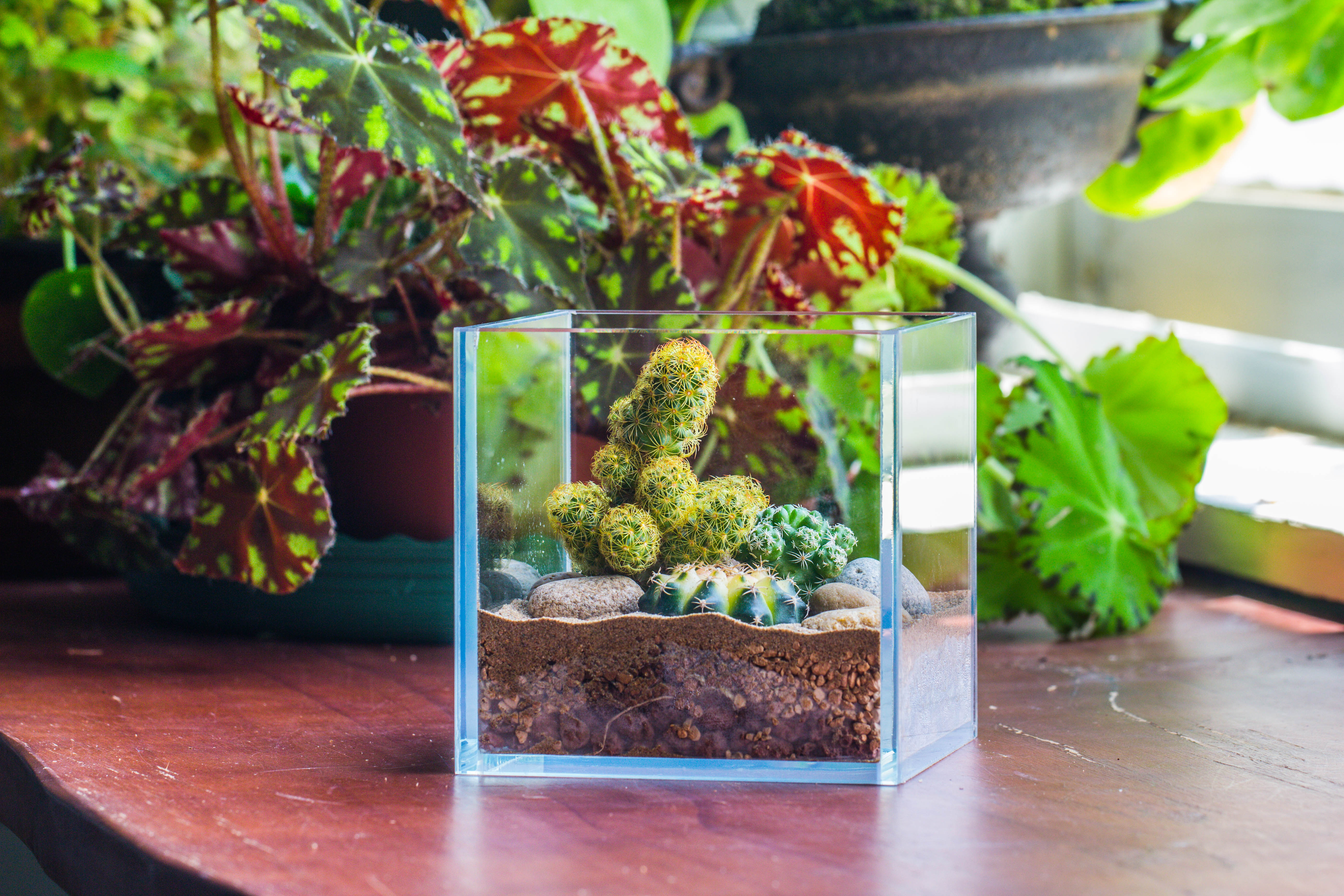 Red Horticultural Lava Rock Volcanic Rock Soil for Cacti Succulents Potted Plants Bonsai - NCYPgarden