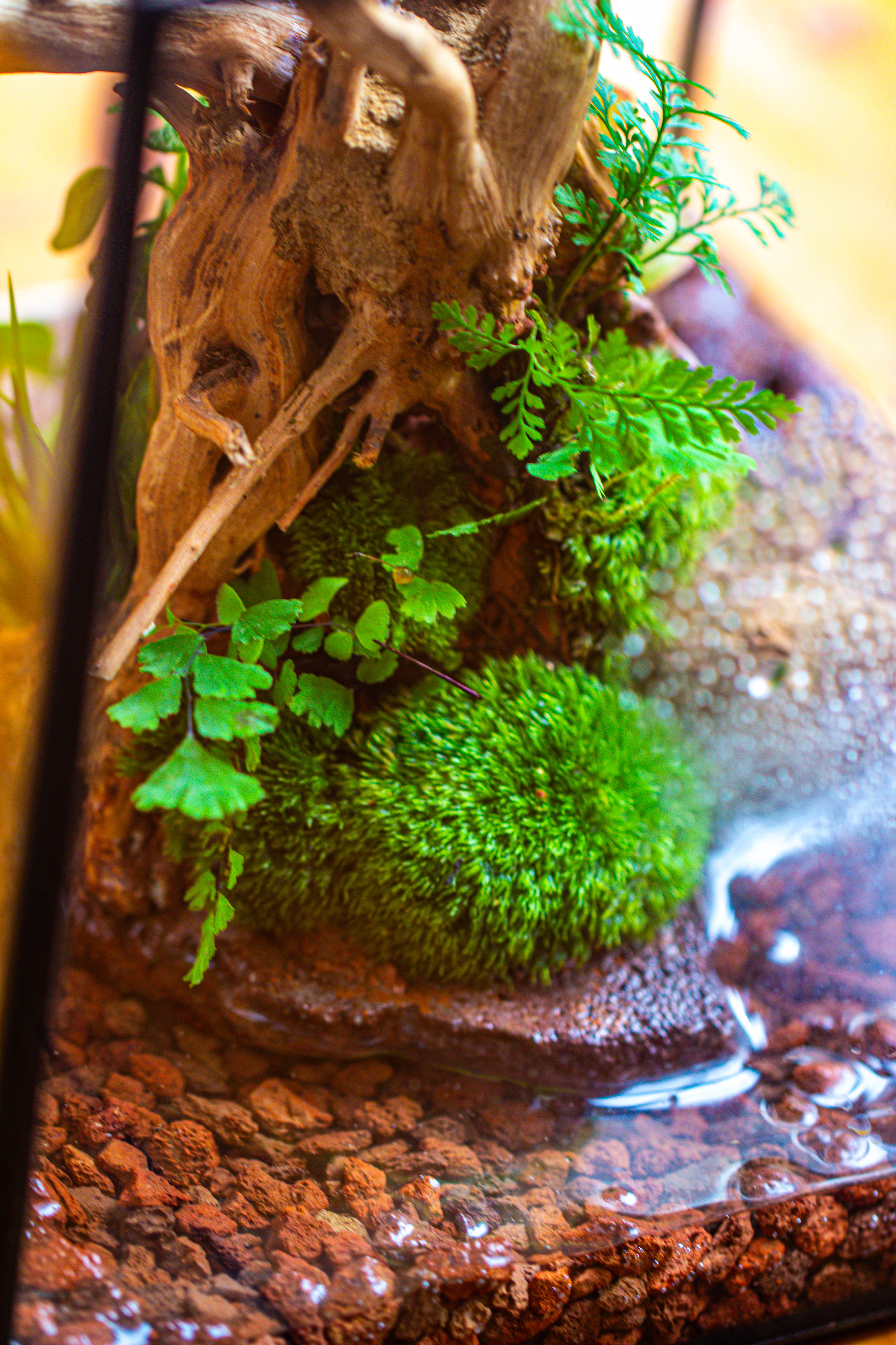 10x10x10 in Handmade Watertight Glass Terrarium with Lid - NCYPgarden