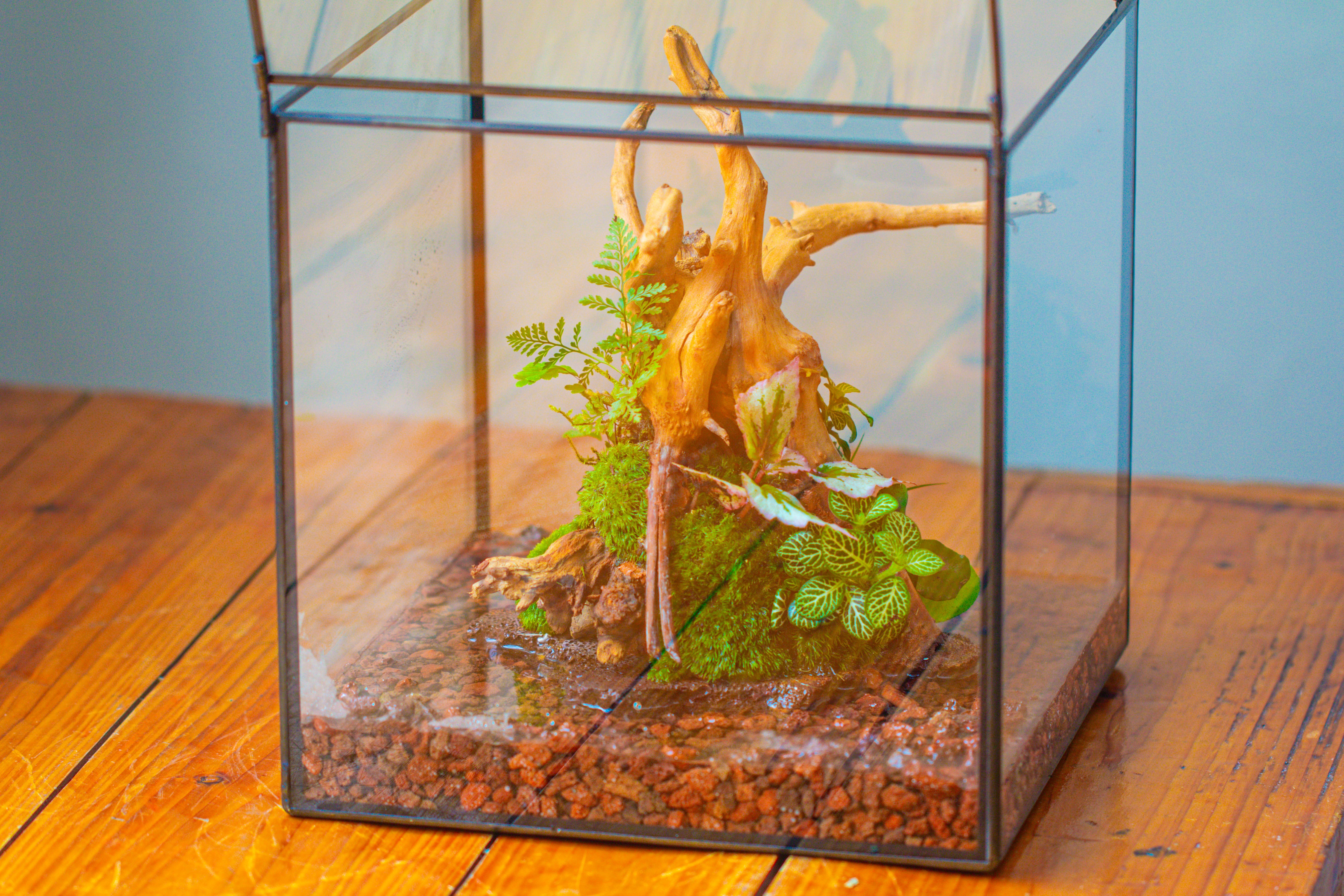 10x10x10 in Handmade Watertight Glass Terrarium with Lid - NCYPgarden