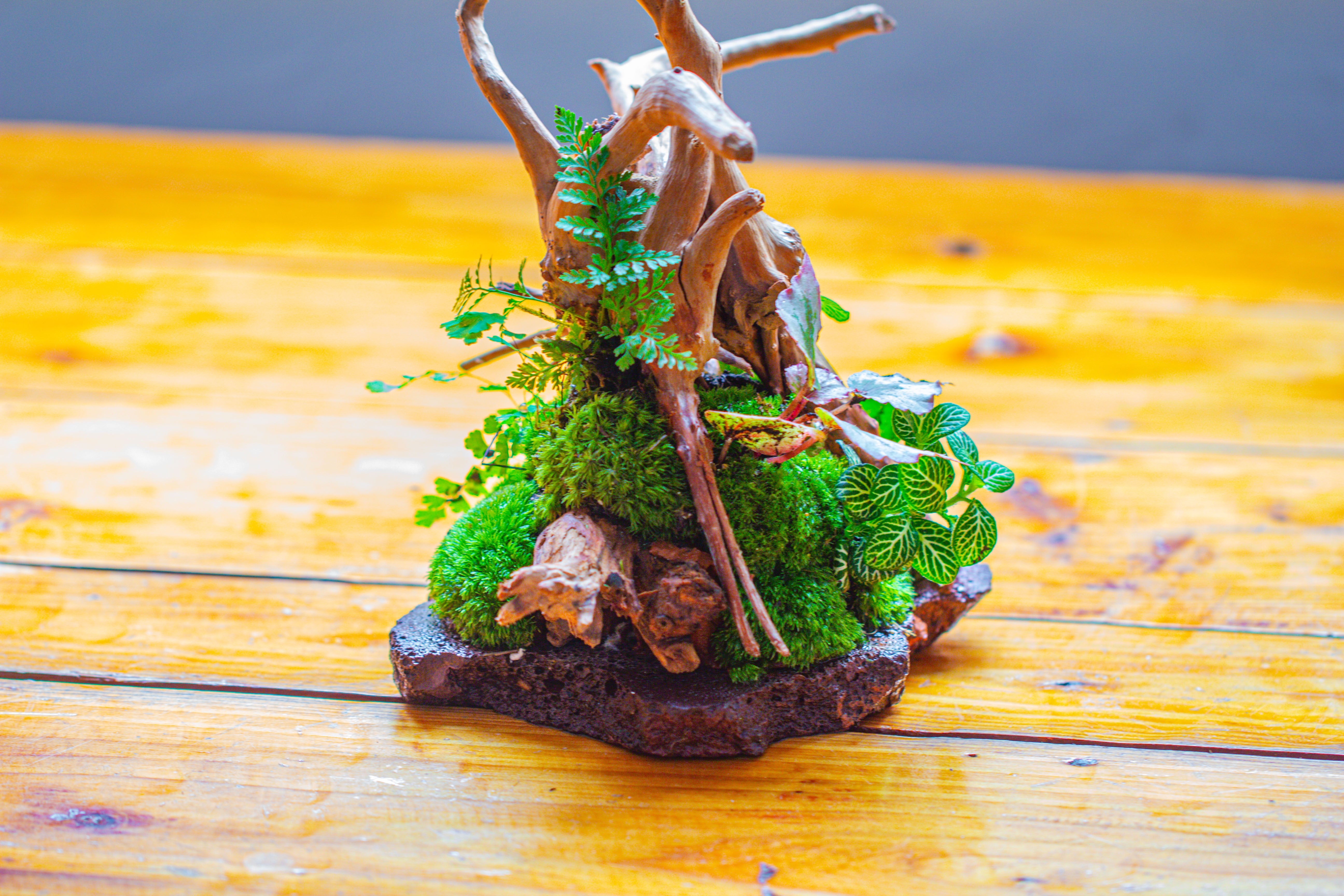 10x10x10 in Handmade Watertight Glass Terrarium with Lid - NCYPgarden