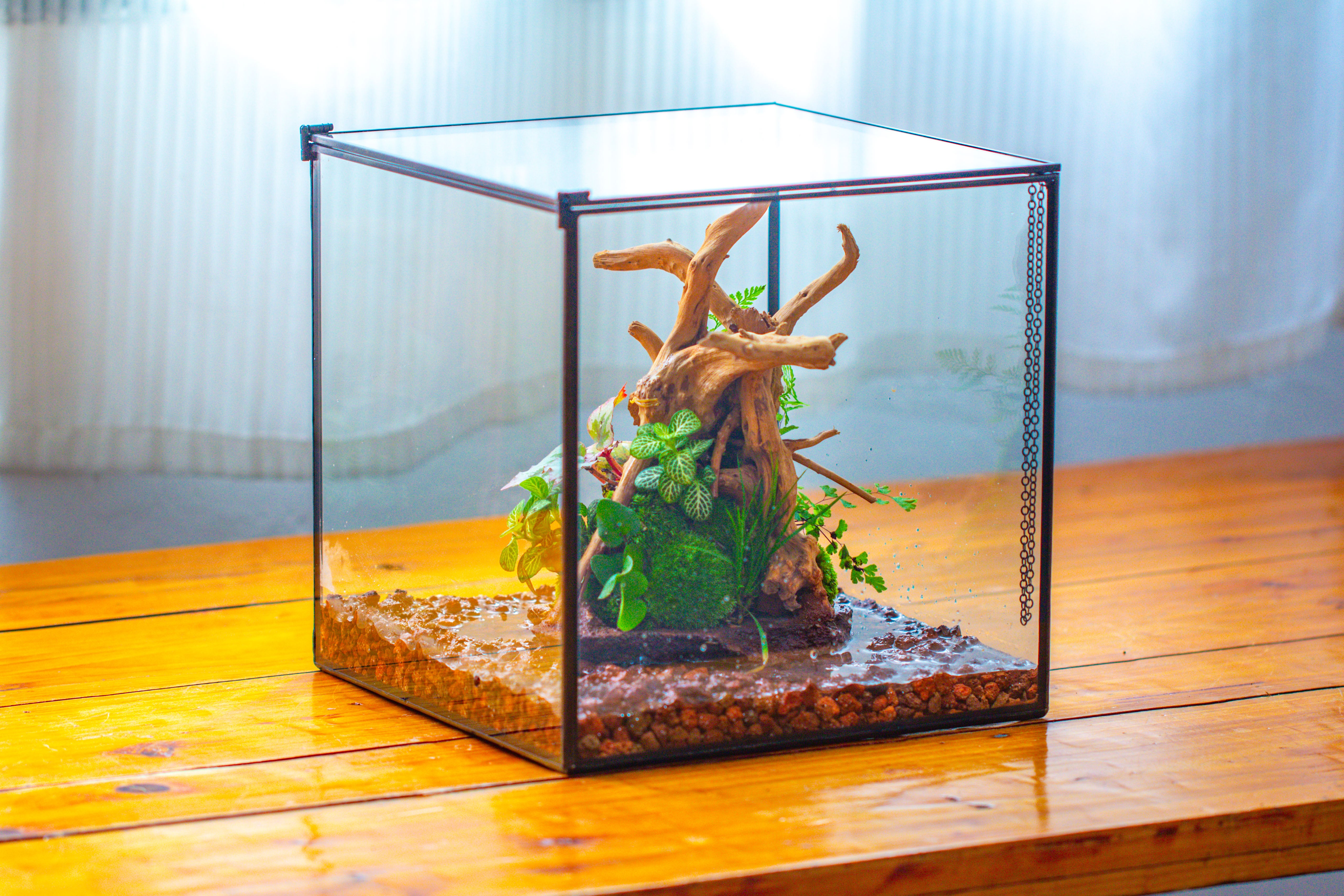 10x10x10 in Handmade Watertight Glass Terrarium with Lid - NCYPgarden