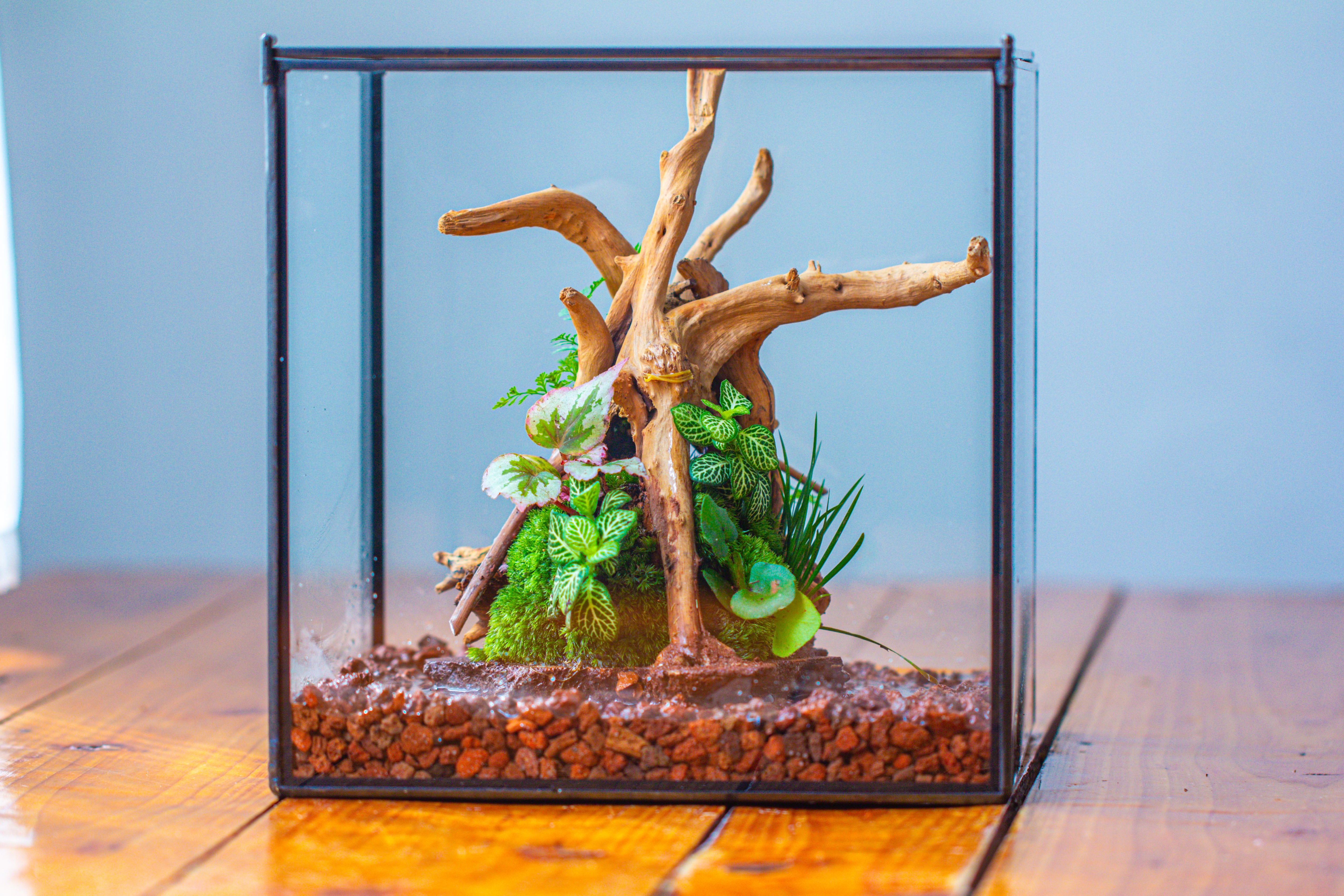 10x10x10 in Handmade Watertight Glass Terrarium with Lid - NCYPgarden