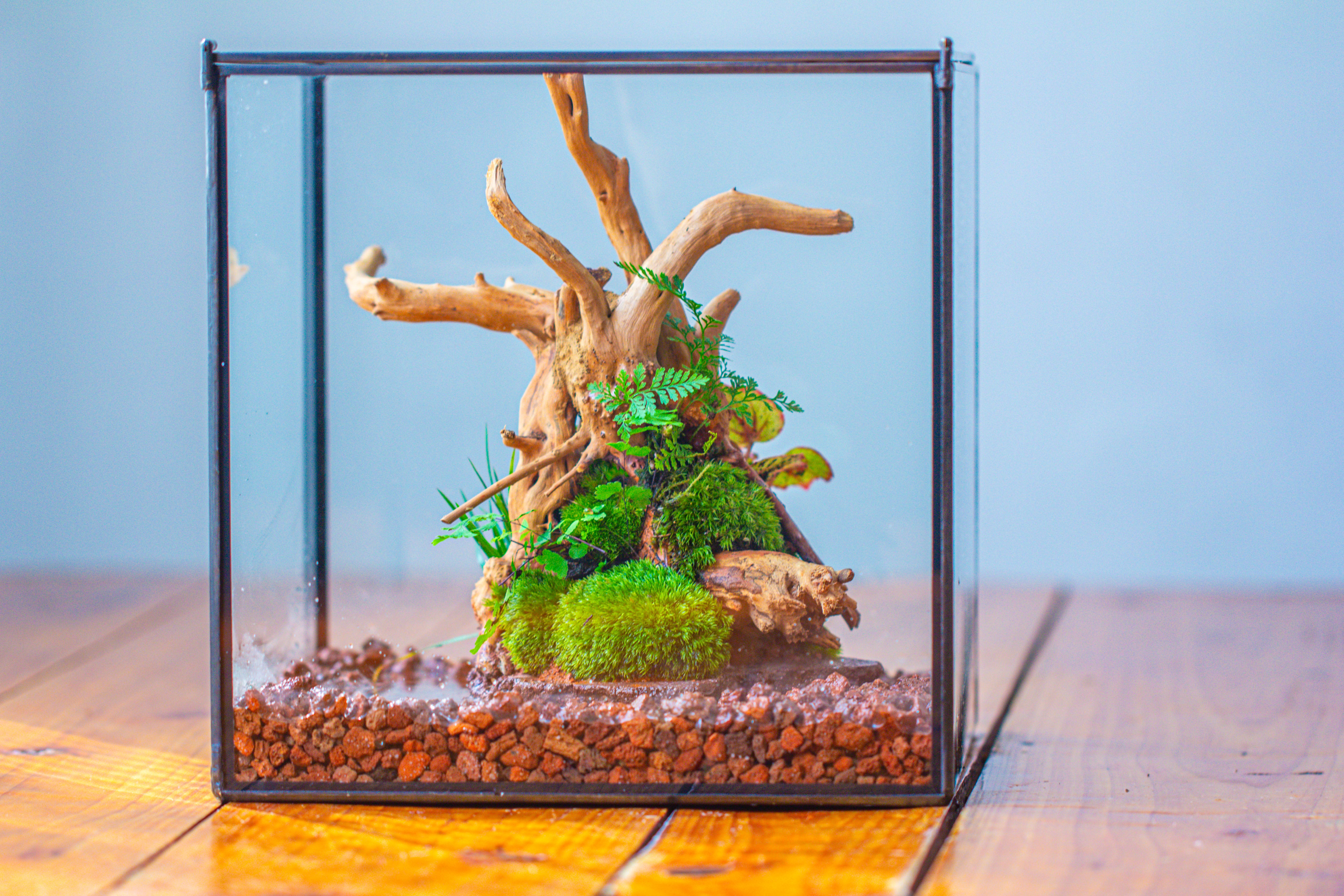 10x10x10 in Handmade Watertight Glass Terrarium with Lid - NCYPgarden