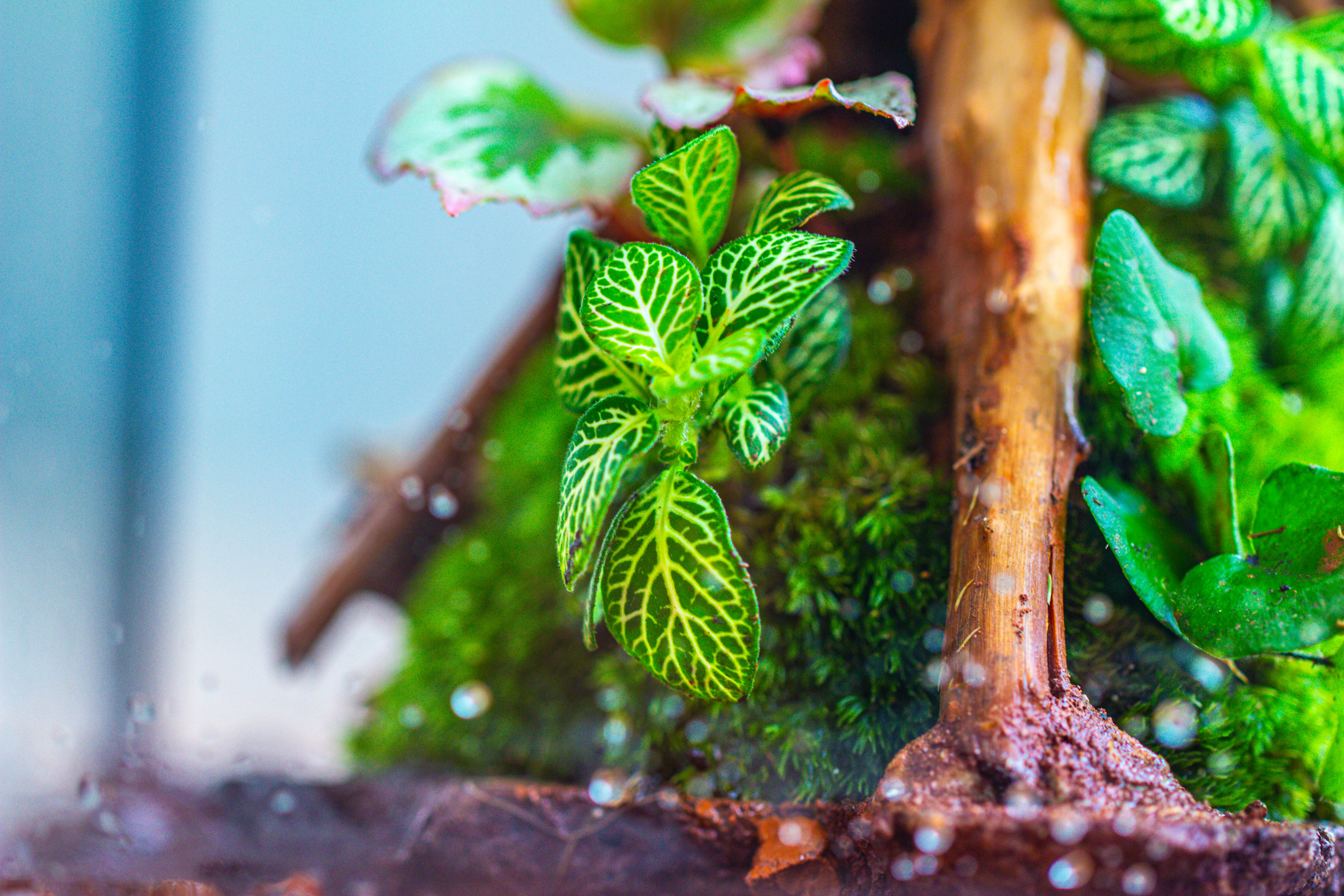 10x10x10 in Handmade Watertight Glass Terrarium with Lid - NCYPgarden