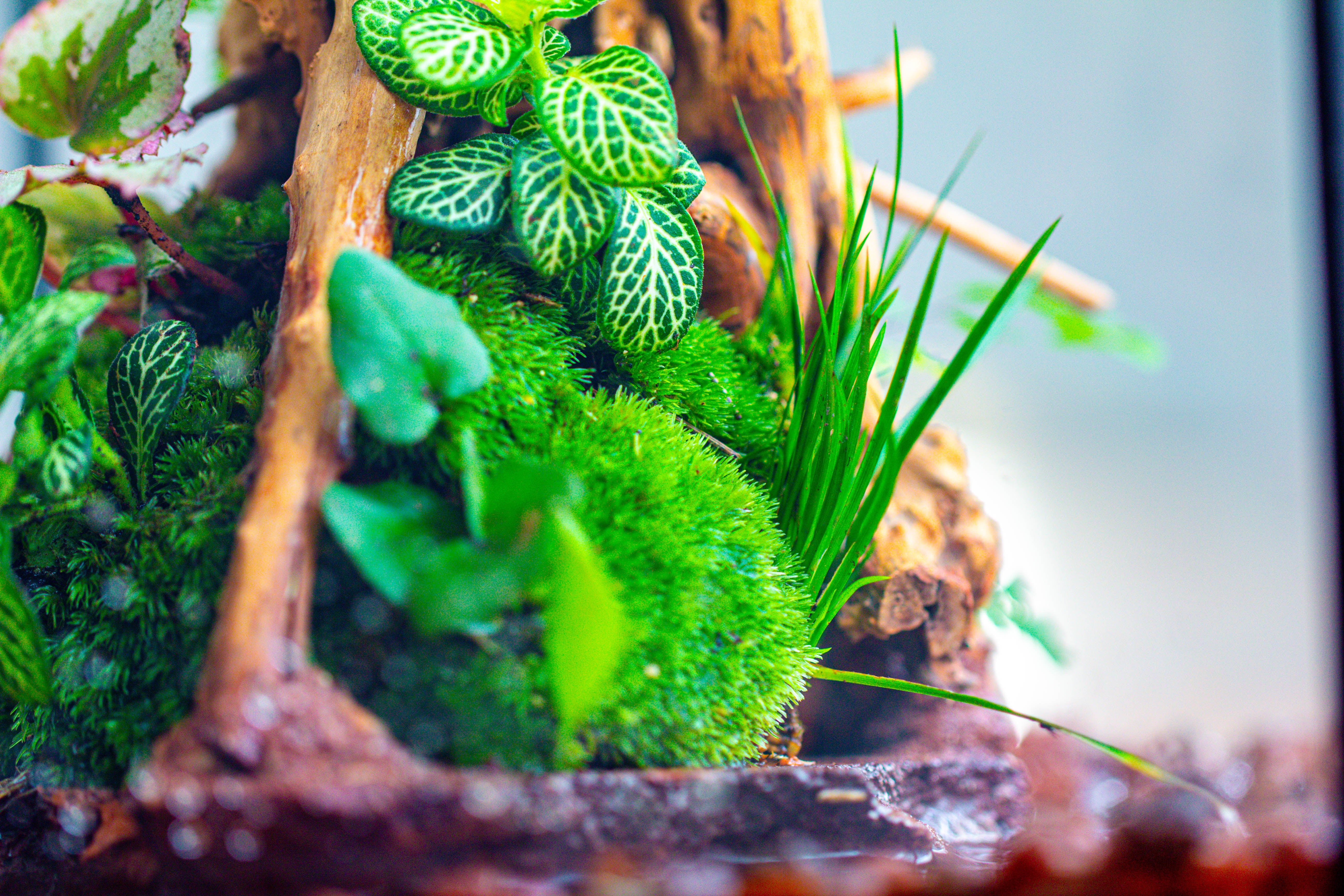 10x10x10 in Handmade Watertight Glass Terrarium with Lid - NCYPgarden