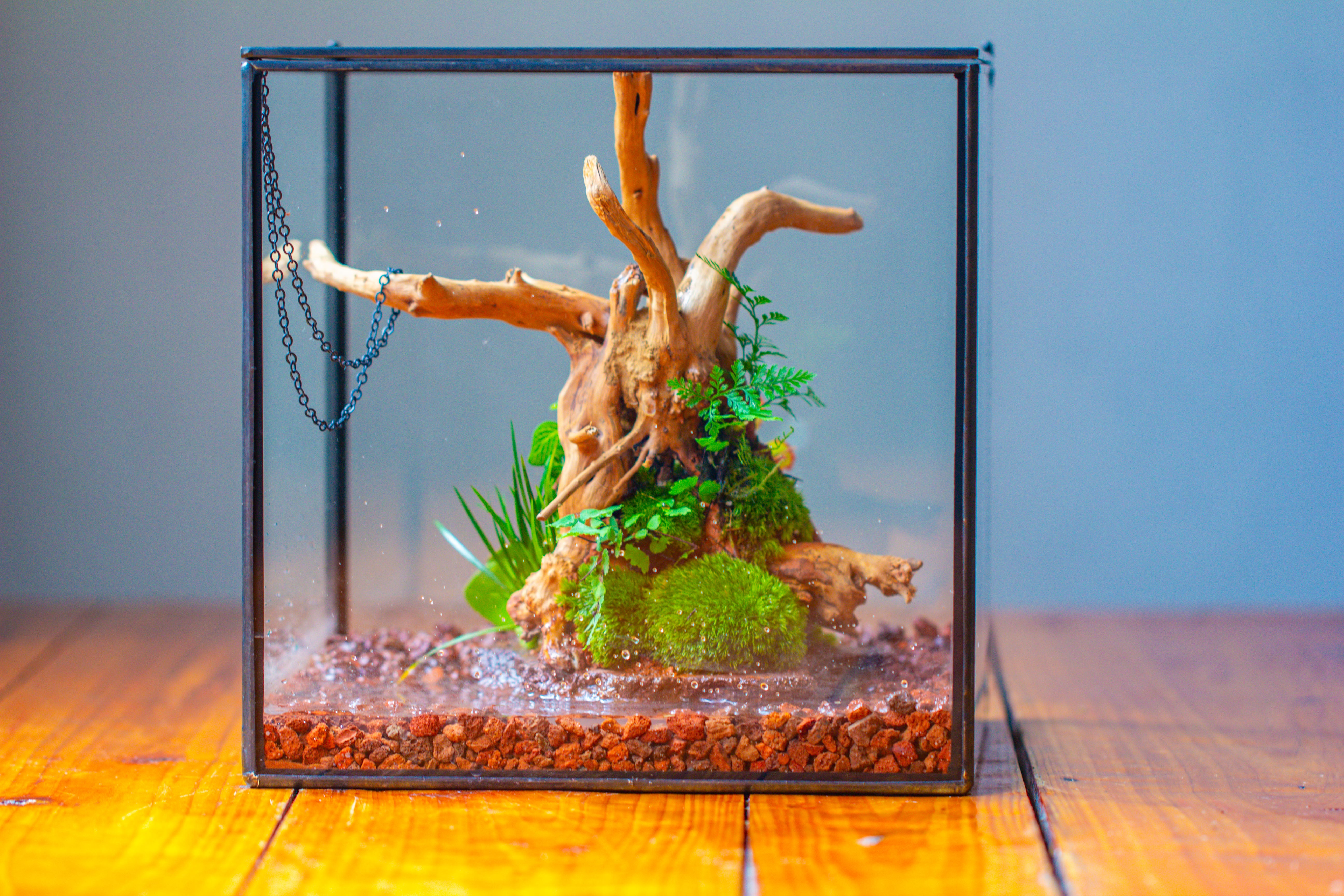 10x10x10 in Handmade Watertight Glass Terrarium with Lid - NCYPgarden