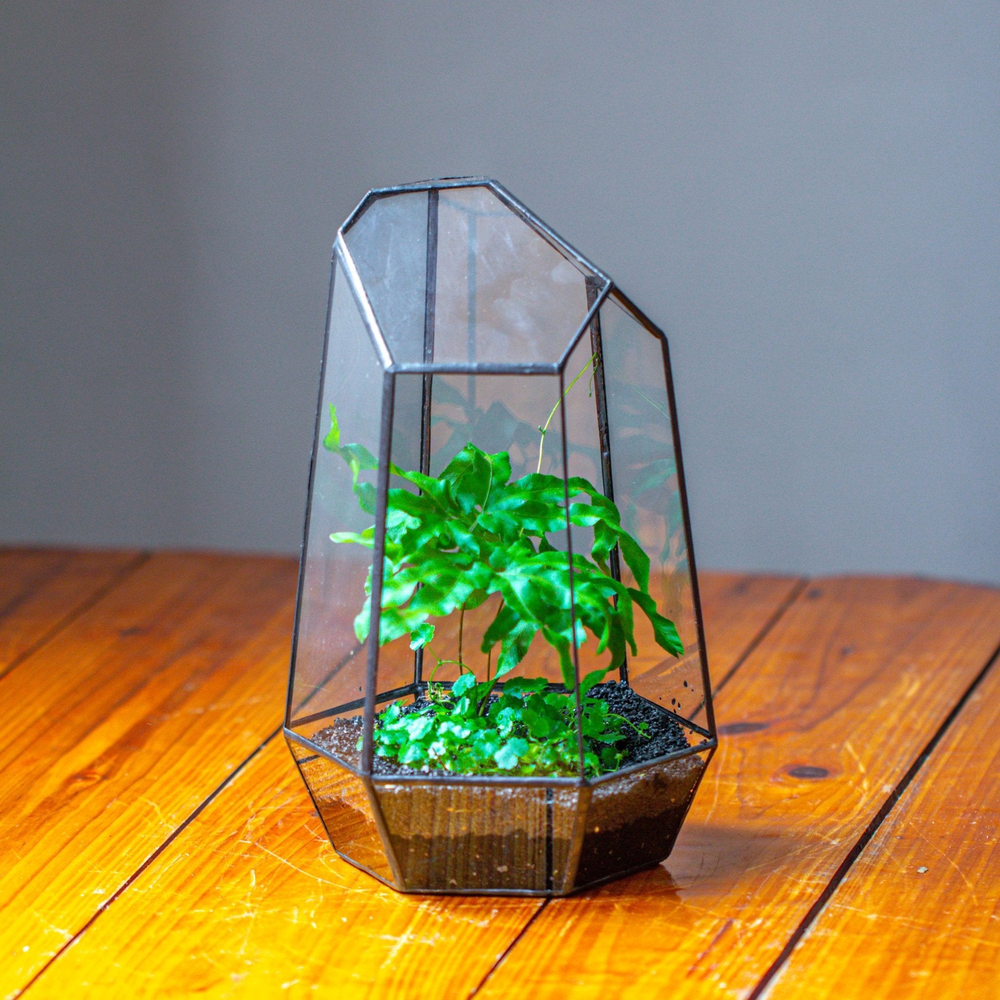 Handmade Irregular Tall Black Glass Geometric Terrarium for Succulents Moss Airplants - Large PG01A3 - NCYPgarden