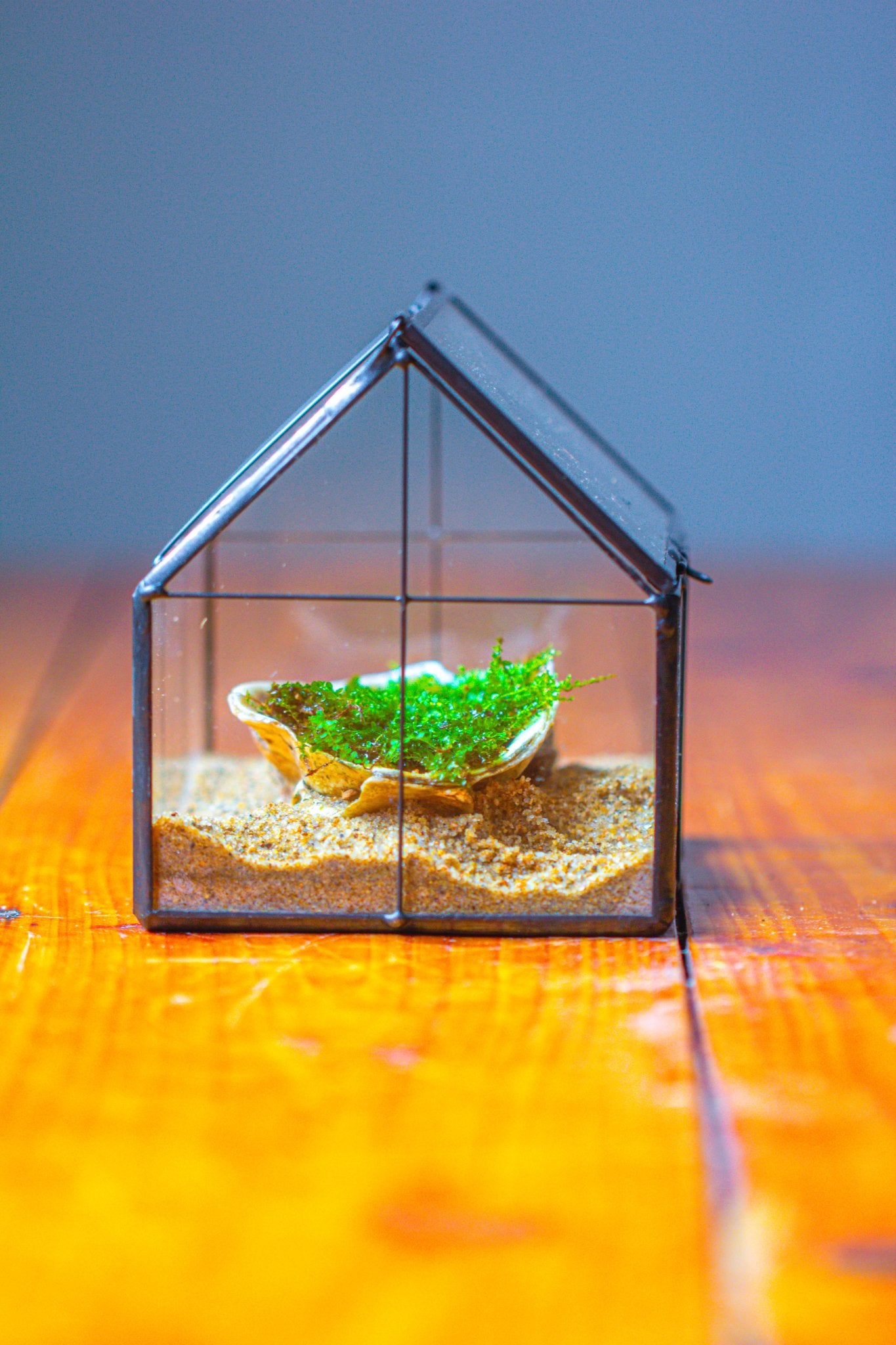 small glass plant pots NCYP Mini Glass Terrarium with Lid House Shape Closed Planter Pot for Small Cactus, Succulents Plant PH01F2