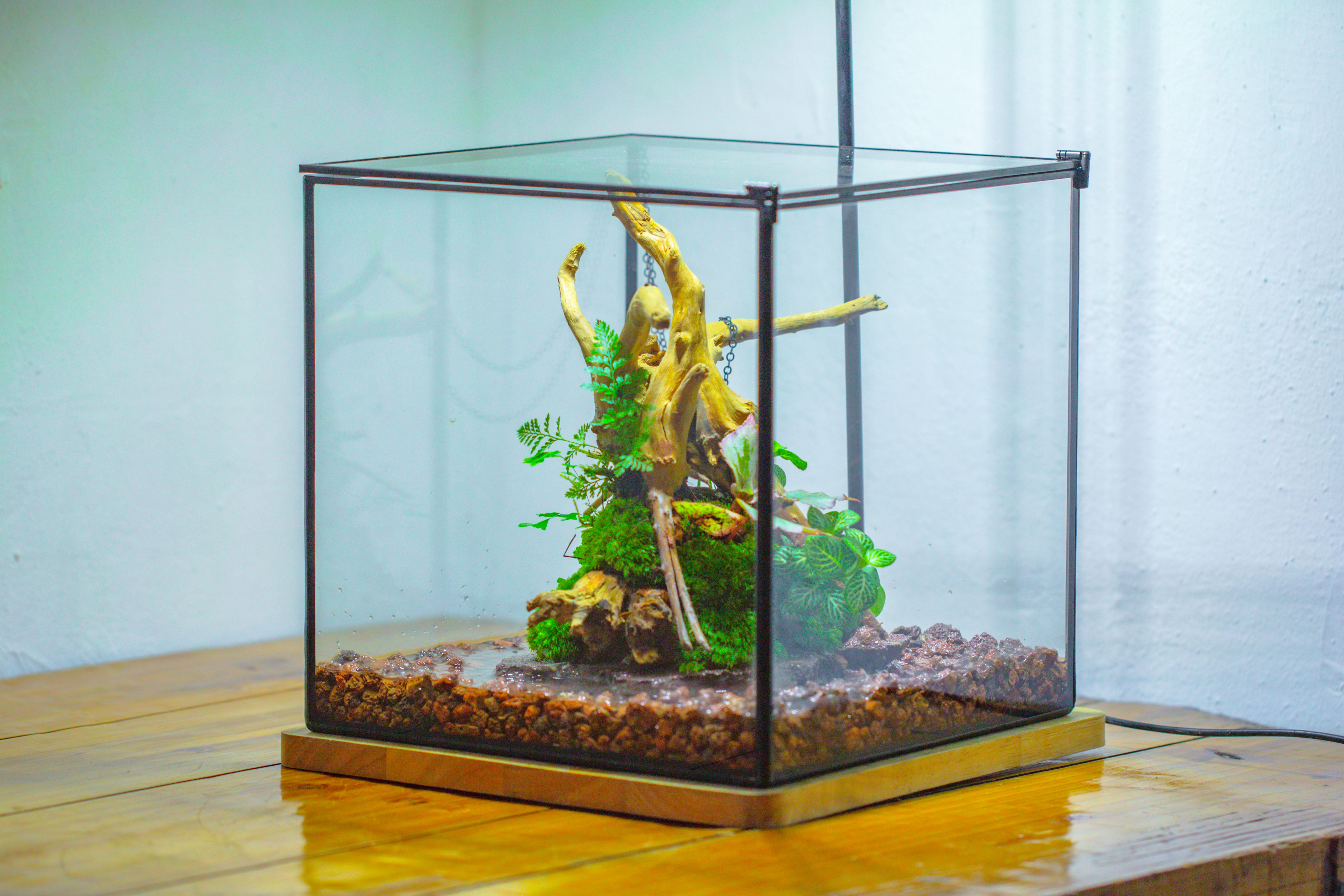 10x10x10 in Handmade Watertight Glass Terrarium with Lid - NCYPgarden
