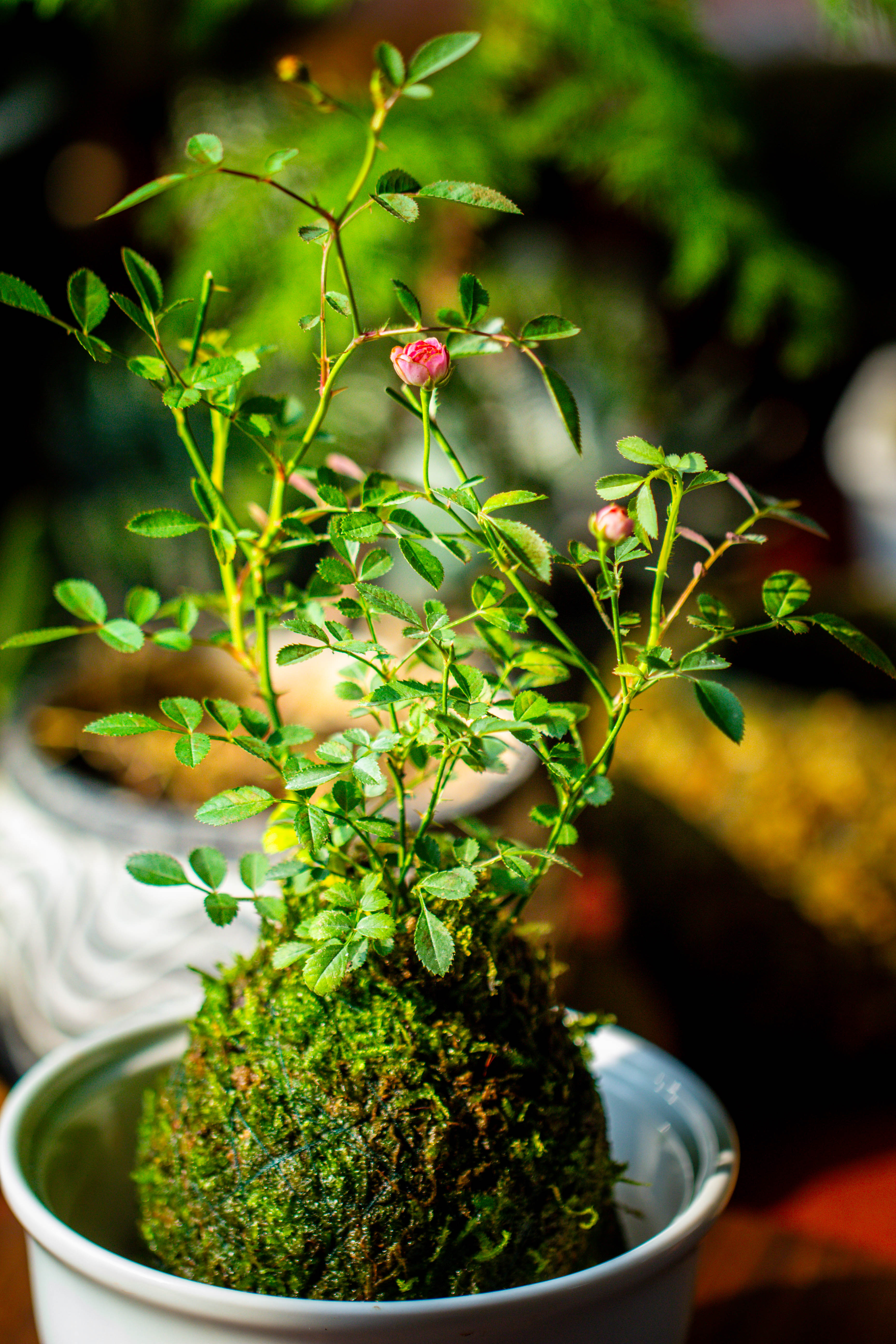 Live dry Hypnum plumaeforme Wils. Moss Ball, Kokedama - NCYPgarden