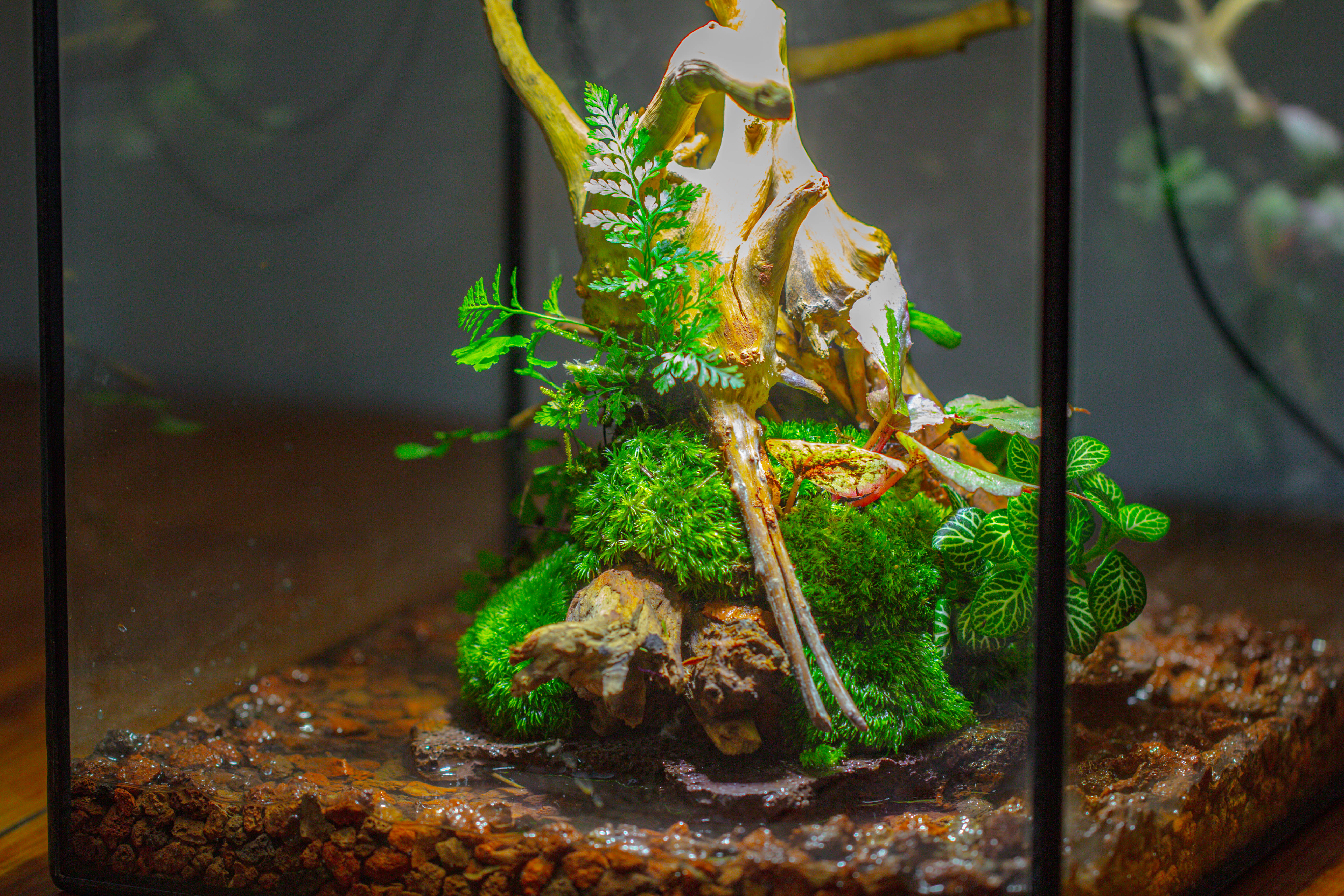 10x10x10 in Handmade Watertight Glass Terrarium with Lid - NCYPgarden