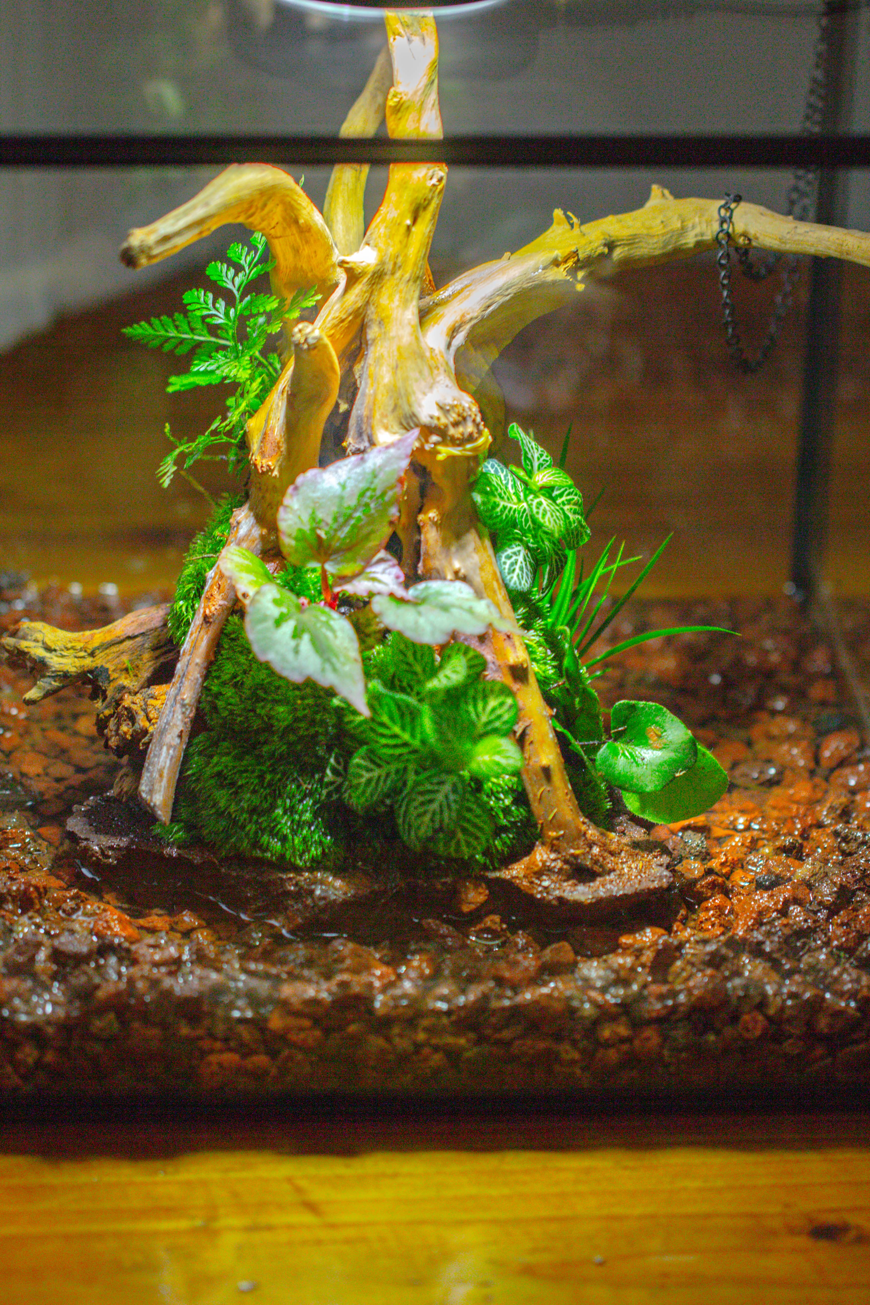 10x10x10 in Handmade Watertight Glass Terrarium with Lid - NCYPgarden