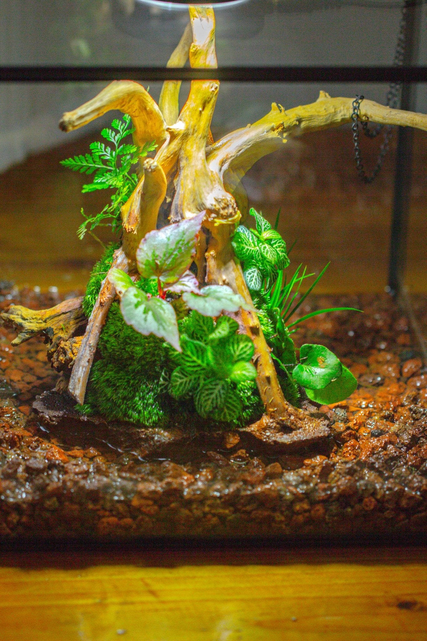 aquatic plant terrarium 10x10x10 in Handmade Watertight Glass Terrarium with Lid