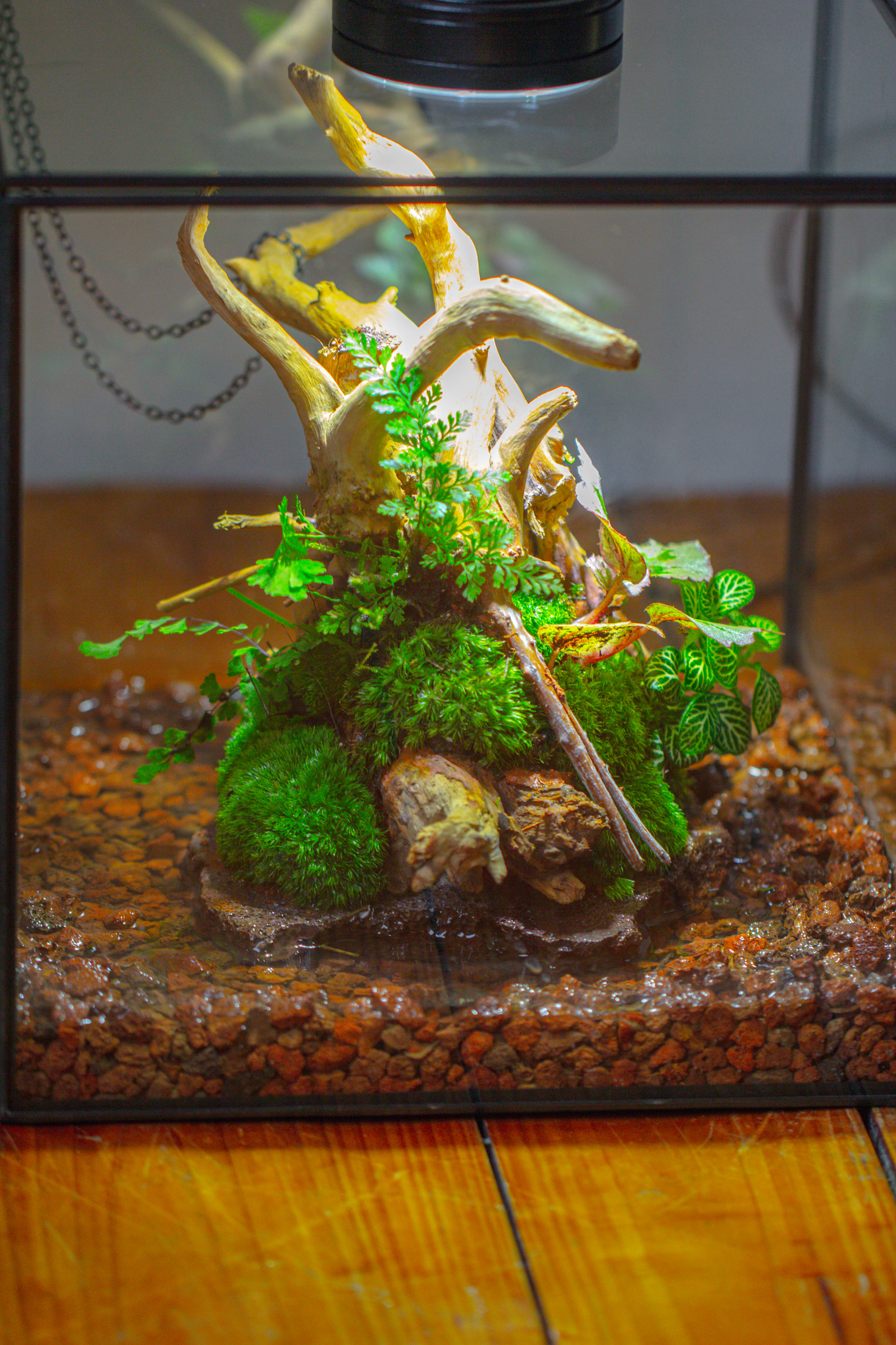 10x10x10 in Handmade Watertight Glass Terrarium with Lid - NCYPgarden