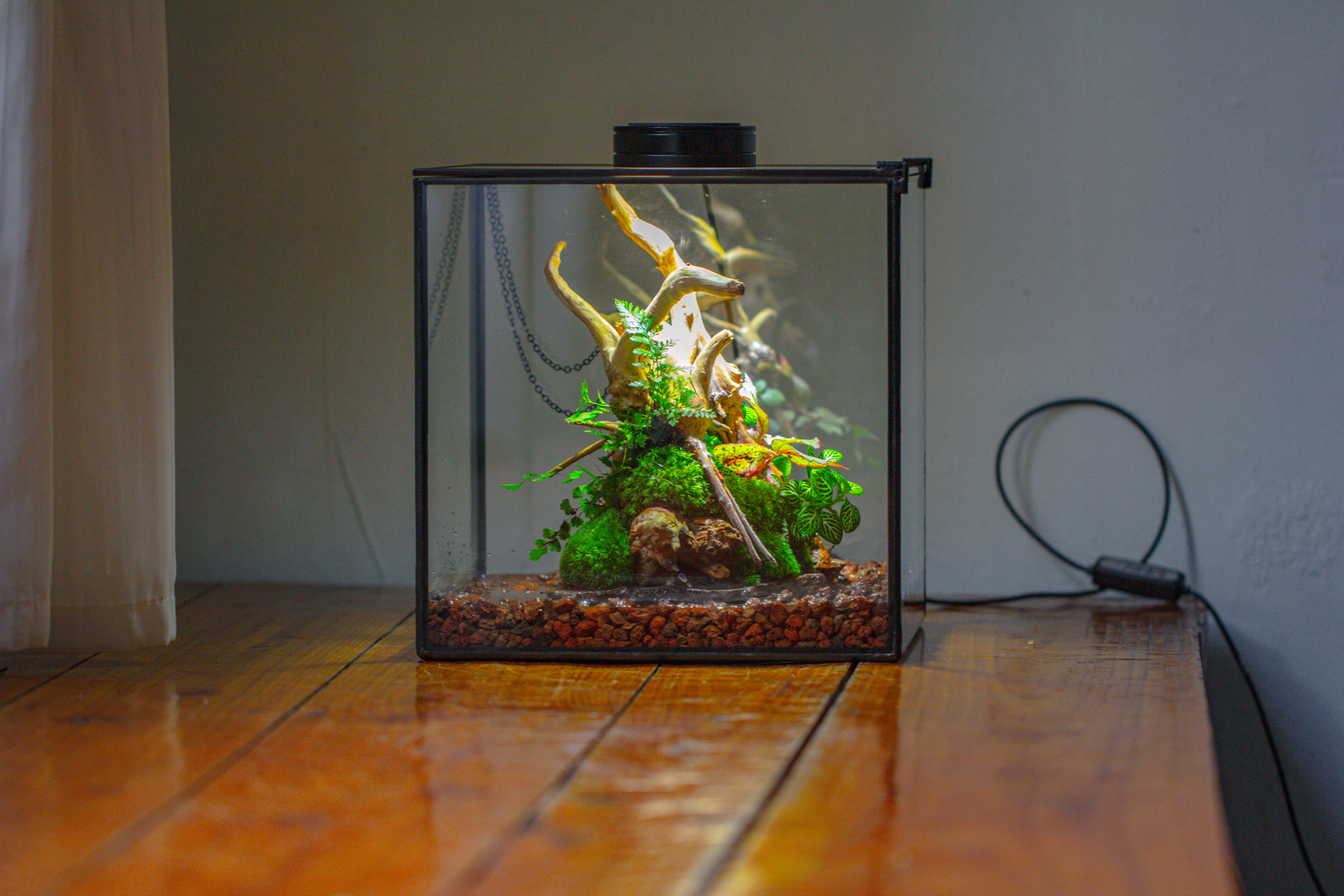 10x10x10 in Handmade Watertight Glass Terrarium with Lid - NCYPgarden